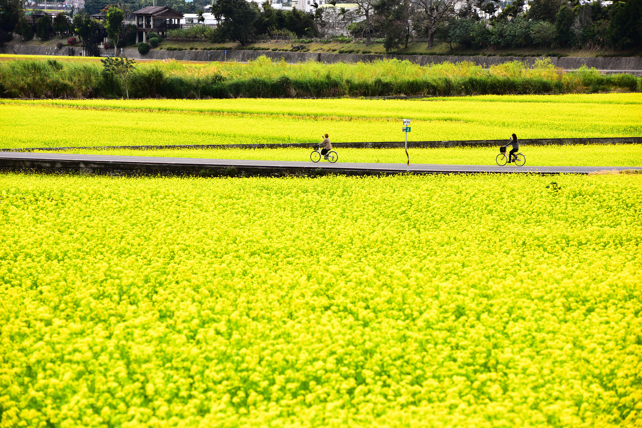 Nikon AF-S Nikkor 70-200mm F2.8G ED VR II sample photo. Rape flower photography