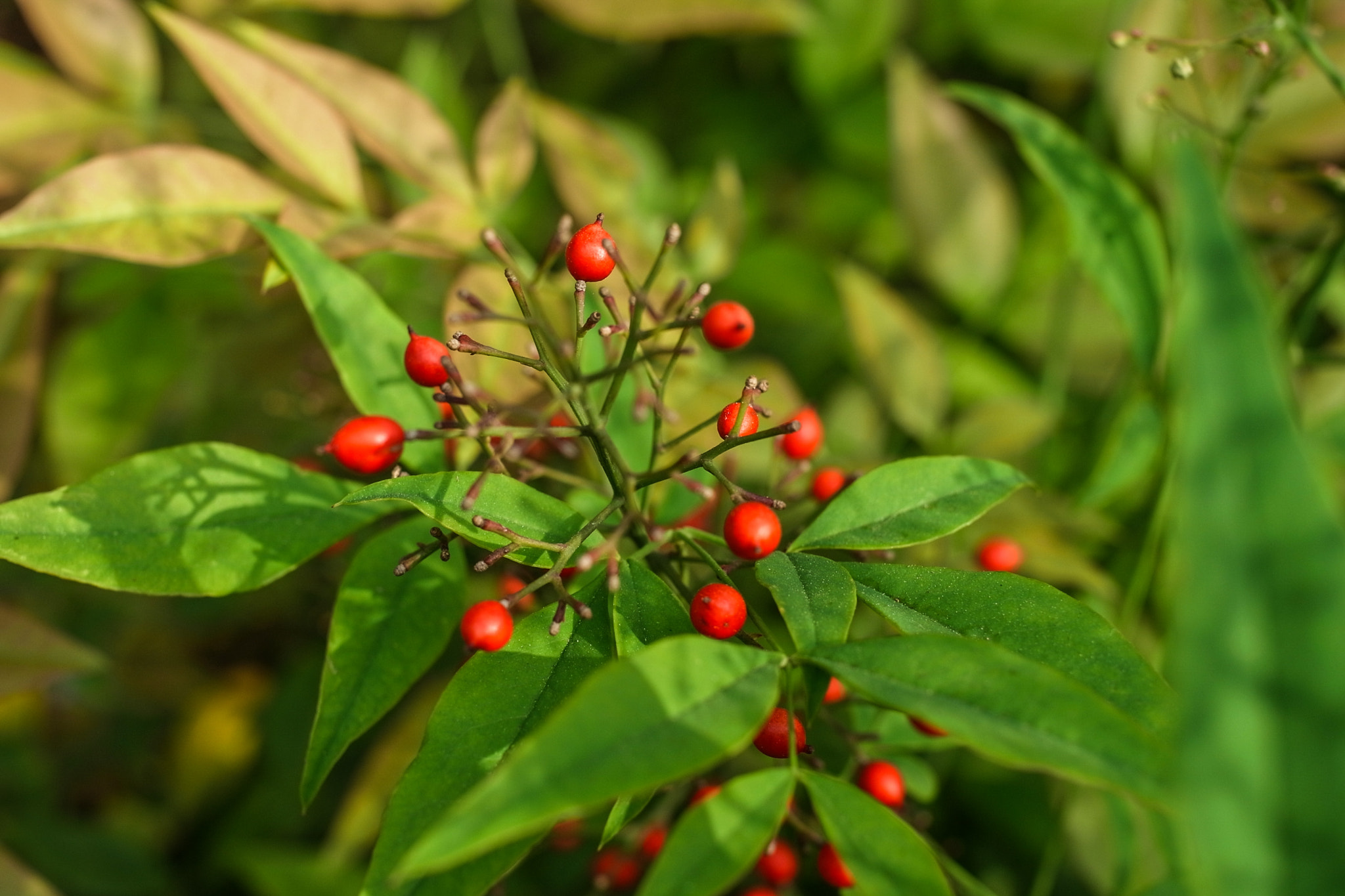 Ricoh GXR A12 + GR Lens A12 50mm F2.5 Macro sample photo. Berries in late afternoon photography