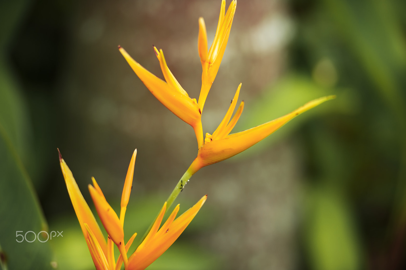 Nikon AF-S Nikkor 70-200mm F2.8G ED VR II sample photo. Bird of paradise plant in the garden. photography
