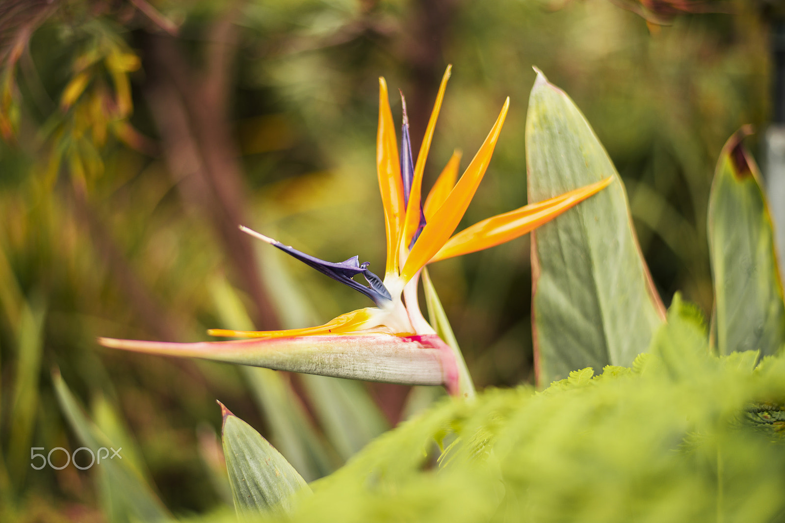 Nikon D800 + Nikon AF-S Nikkor 50mm F1.8G sample photo. Bird of paradise plant in the garden. photography
