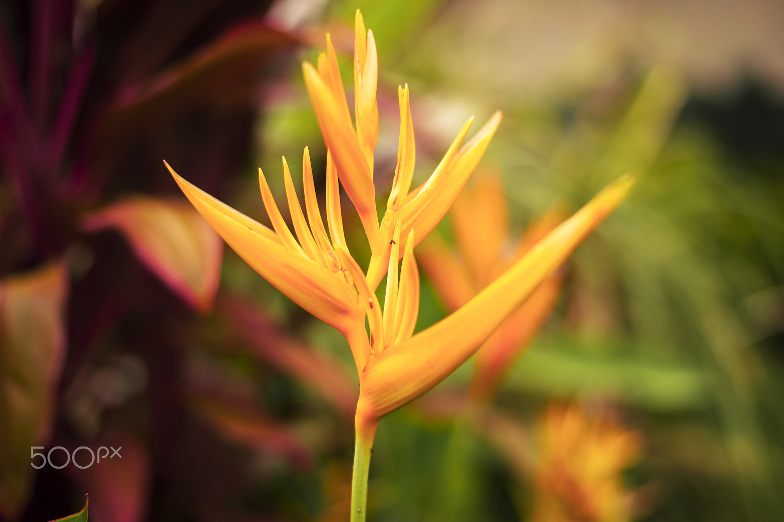 Nikon D800 sample photo. Bird of paradise plant in the garden. photography