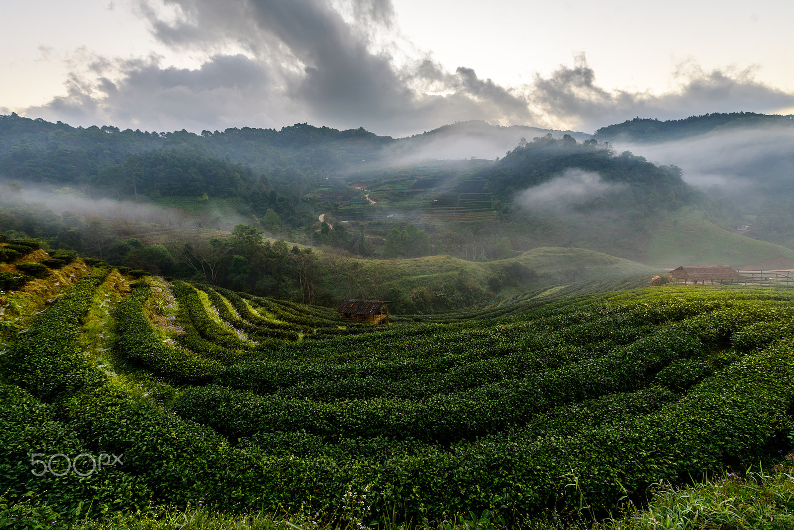 Nikon D750 + Tamron SP 15-30mm F2.8 Di VC USD sample photo. Step curve tea farm in mountain, thailand. photography