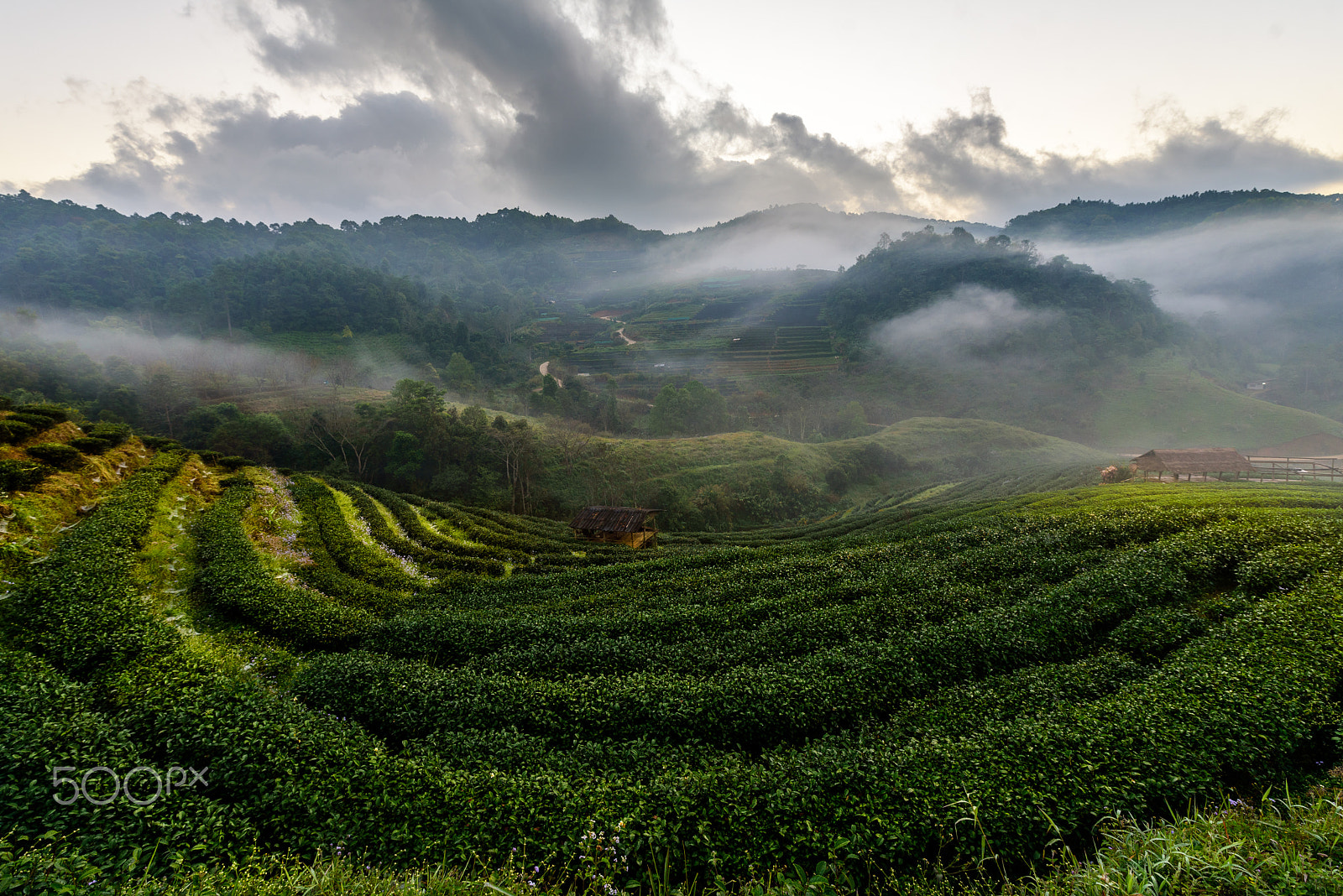 Tamron SP 15-30mm F2.8 Di VC USD sample photo. Step curve tea farm in mountain, thailand. photography