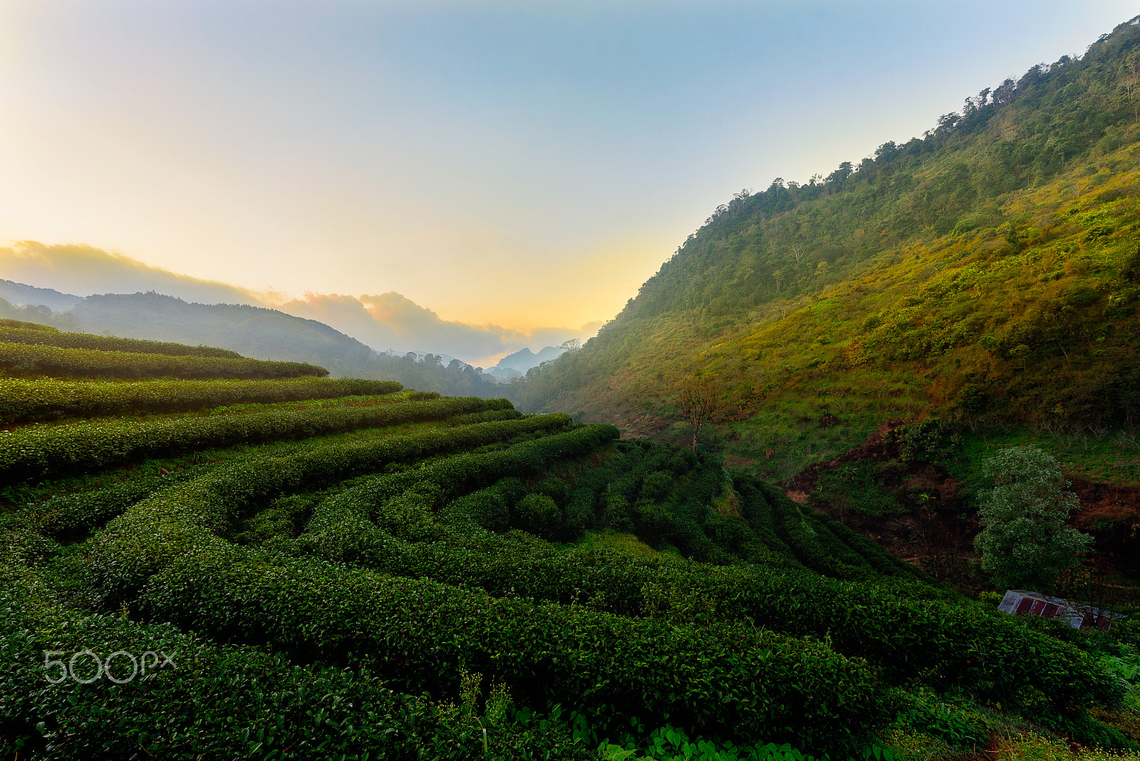 Nikon D750 + Tamron SP 15-30mm F2.8 Di VC USD sample photo. Step curve tea farm in mountain, thailand. photography