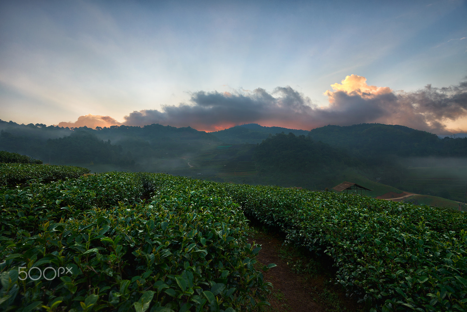 Nikon D750 + Tamron SP 15-30mm F2.8 Di VC USD sample photo. Step curve tea farm in mountain, thailand. photography