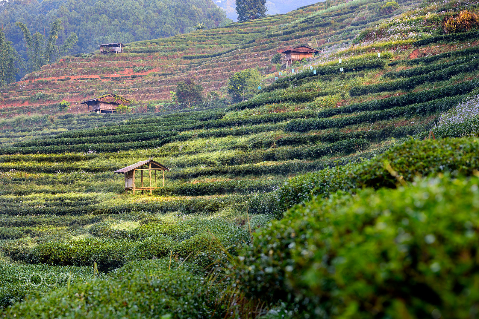 Nikon D750 + Tamron SP 70-200mm F2.8 Di VC USD sample photo. Step curve tea farm in mountain, thailand. photography