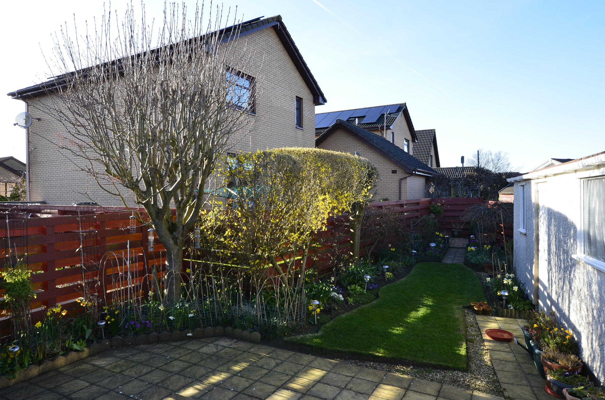 Nikon D7000 + Sigma 10-20mm F3.5 EX DC HSM sample photo. My forsythia glowing in the evening sun photography