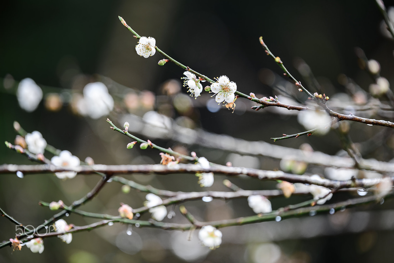 Nikon D750 + Tamron SP 70-200mm F2.8 Di VC USD sample photo. White japanese apricot with dew in the moring at angkhang, chian photography