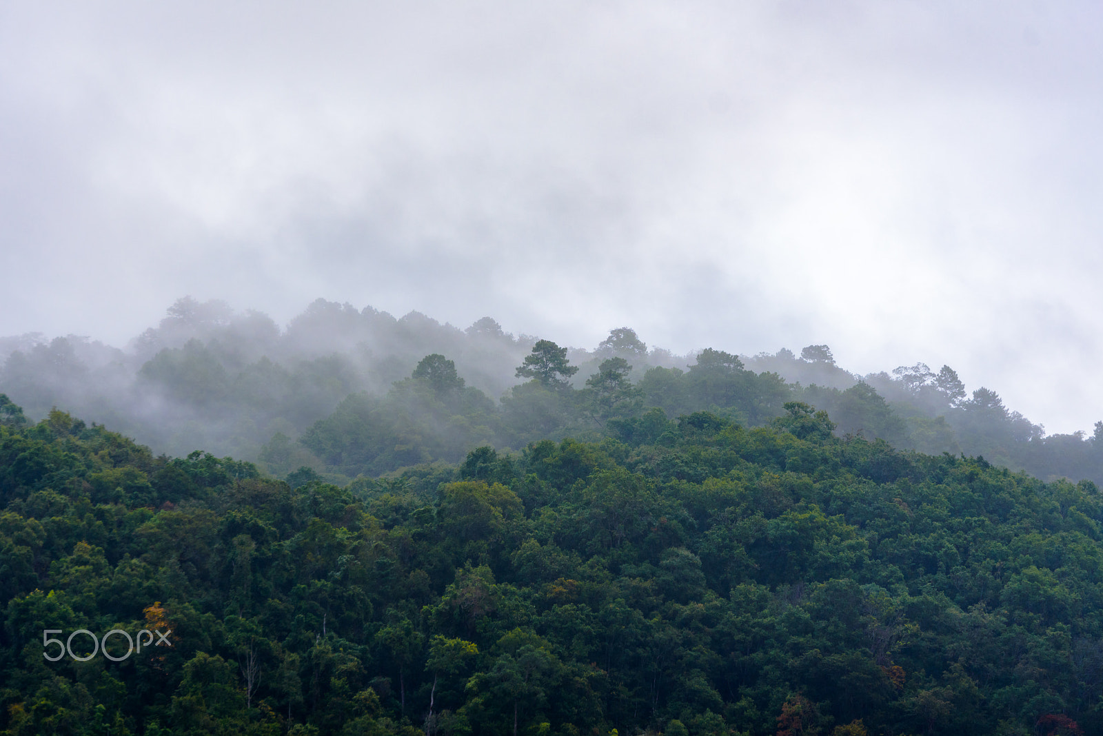 Nikon D750 + Tamron SP 70-200mm F2.8 Di VC USD sample photo. Fog over the green fresh forest in the mountain. photography