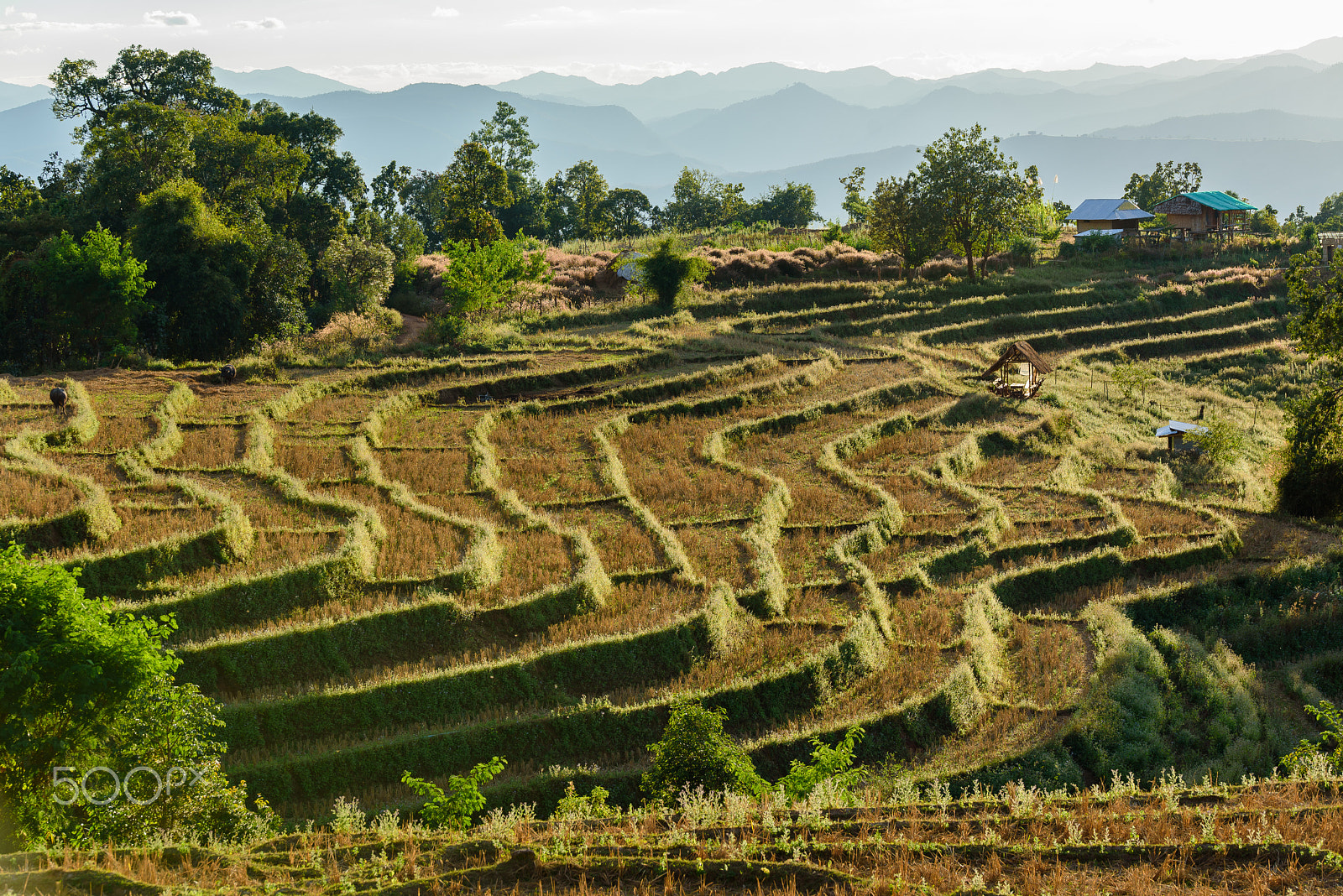 Nikon D750 + Tamron SP 70-200mm F2.8 Di VC USD sample photo. Finish step rice farm on mountain in thailand. photography