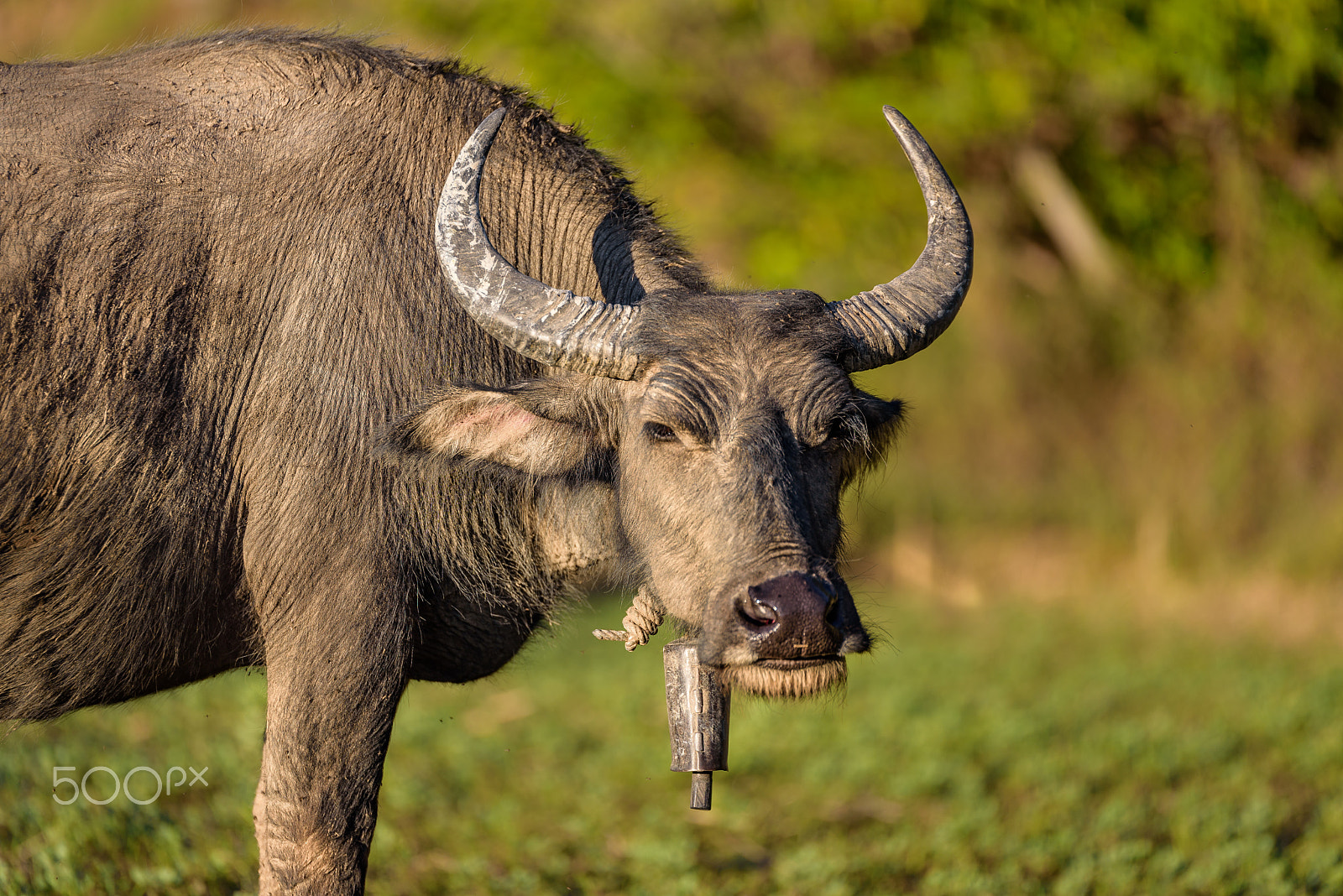 Nikon D750 + Tamron SP 70-200mm F2.8 Di VC USD sample photo. Buffalo look at you in the field. photography