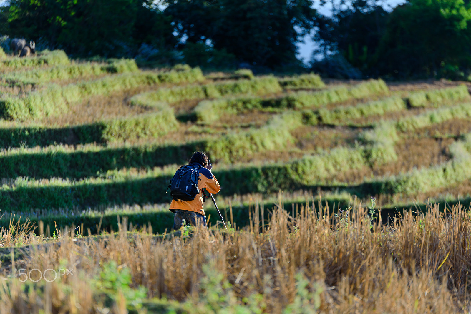 Nikon D750 + Tamron SP 70-200mm F2.8 Di VC USD sample photo. One photographer take picture at step farm. photography