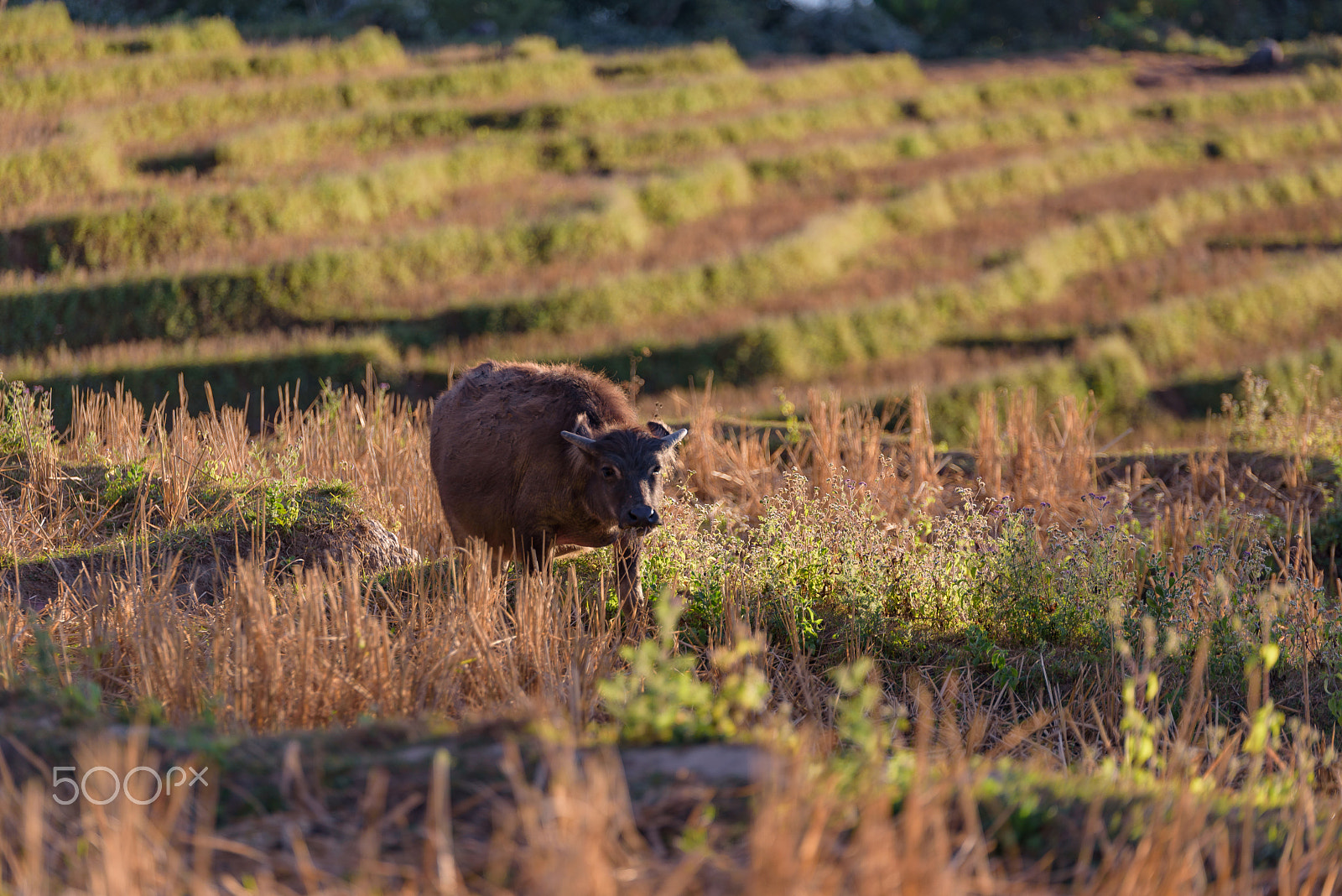 Nikon D750 + Tamron SP 70-200mm F2.8 Di VC USD sample photo. Baby buffalo look at you in the field. photography