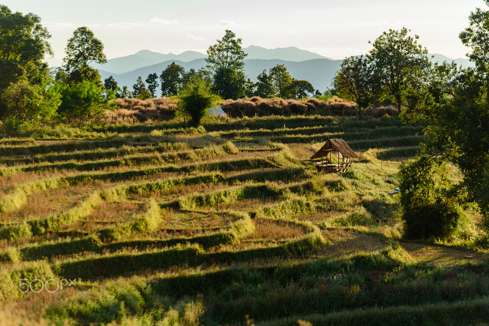 Nikon D750 + Tamron SP 70-200mm F2.8 Di VC USD sample photo. Finish step rice farm on mountain in thailand. photography