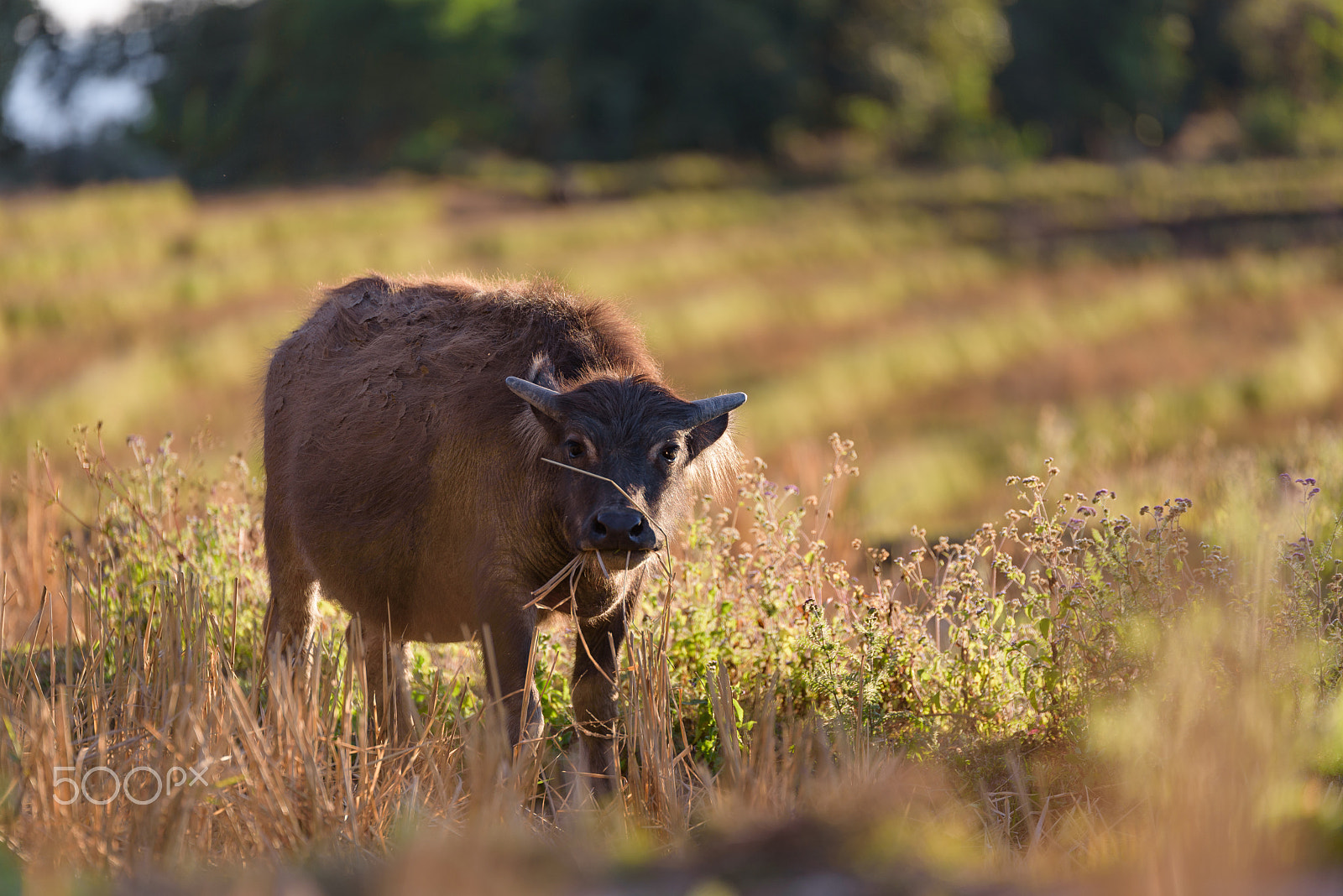 Nikon D750 + Tamron SP 70-200mm F2.8 Di VC USD sample photo. Baby buffalo look at you in the field. photography