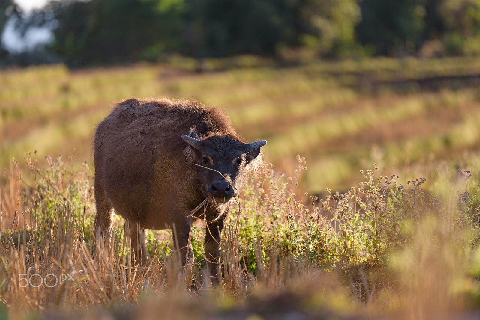 Tamron SP 70-200mm F2.8 Di VC USD sample photo. Baby buffalo look at you in the field. photography