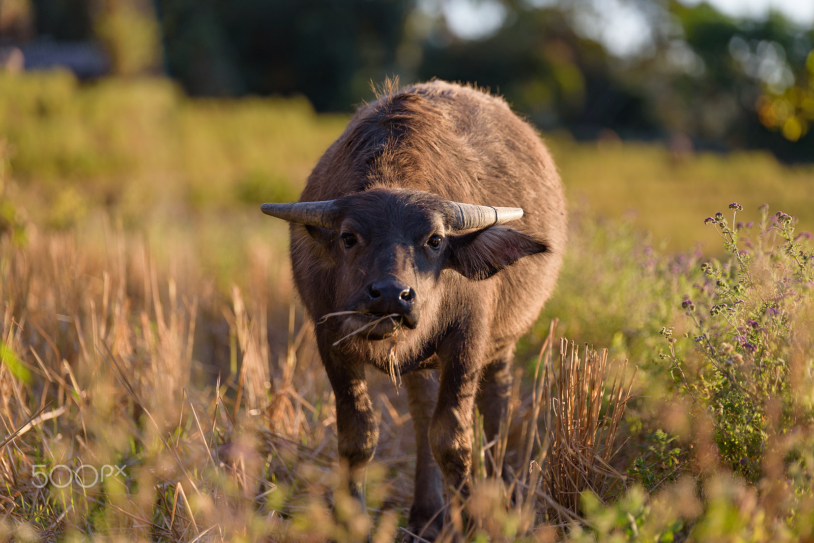 Nikon D750 + Tamron SP 70-200mm F2.8 Di VC USD sample photo. Baby buffalo look at you in the field. photography