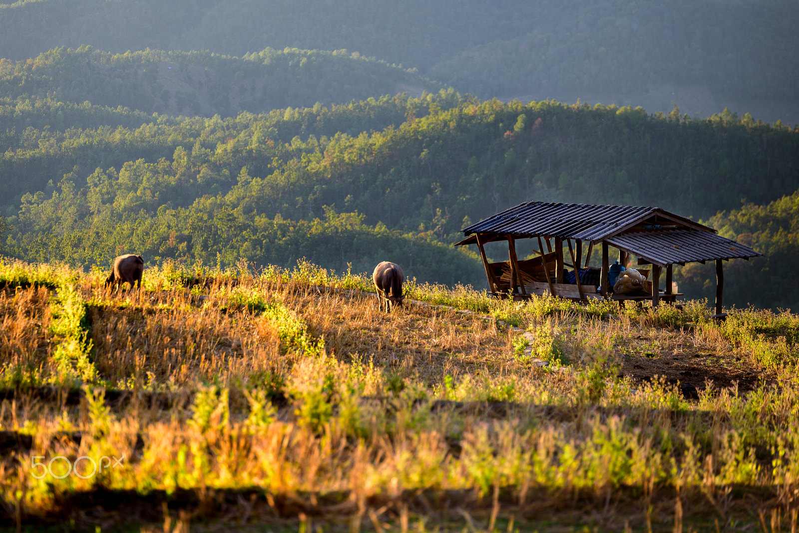 Nikon D750 + Tamron SP 70-200mm F2.8 Di VC USD sample photo. Buffalos eat straw in the field in front of mountain. photography