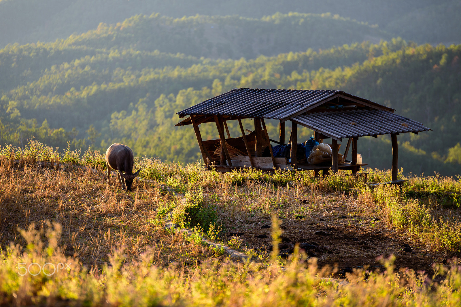 Nikon D750 + Tamron SP 70-200mm F2.8 Di VC USD sample photo. Buffalo eat straw in the field in front of mountain. photography