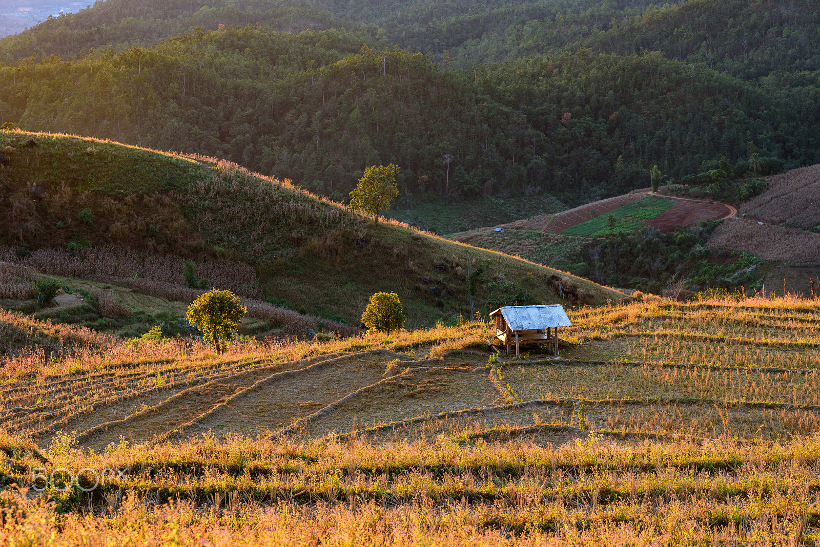 Nikon D750 + Tamron SP 70-200mm F2.8 Di VC USD sample photo. Recluse cabin on the rice field one the mountain. photography