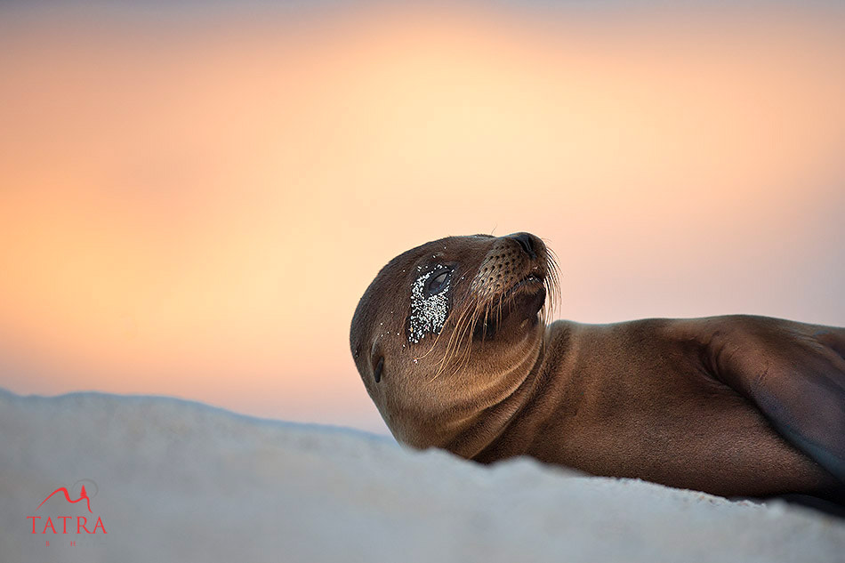 Canon EOS-1D X + Canon EF 500mm F4L IS USM sample photo. Galapagos woken seal photography