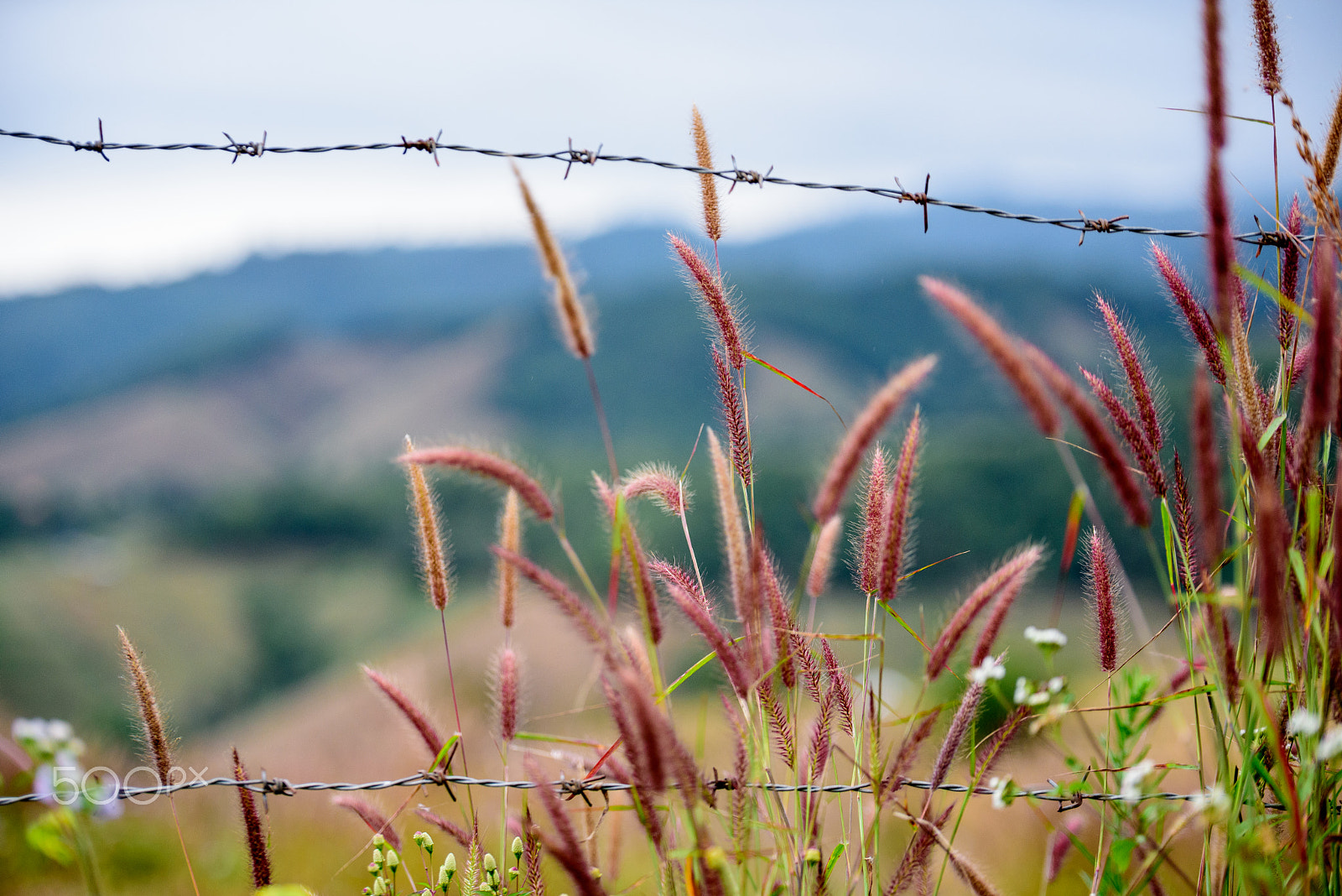 Tamron SP 70-200mm F2.8 Di VC USD sample photo. Barbed wire in front of grass and flowers. photography