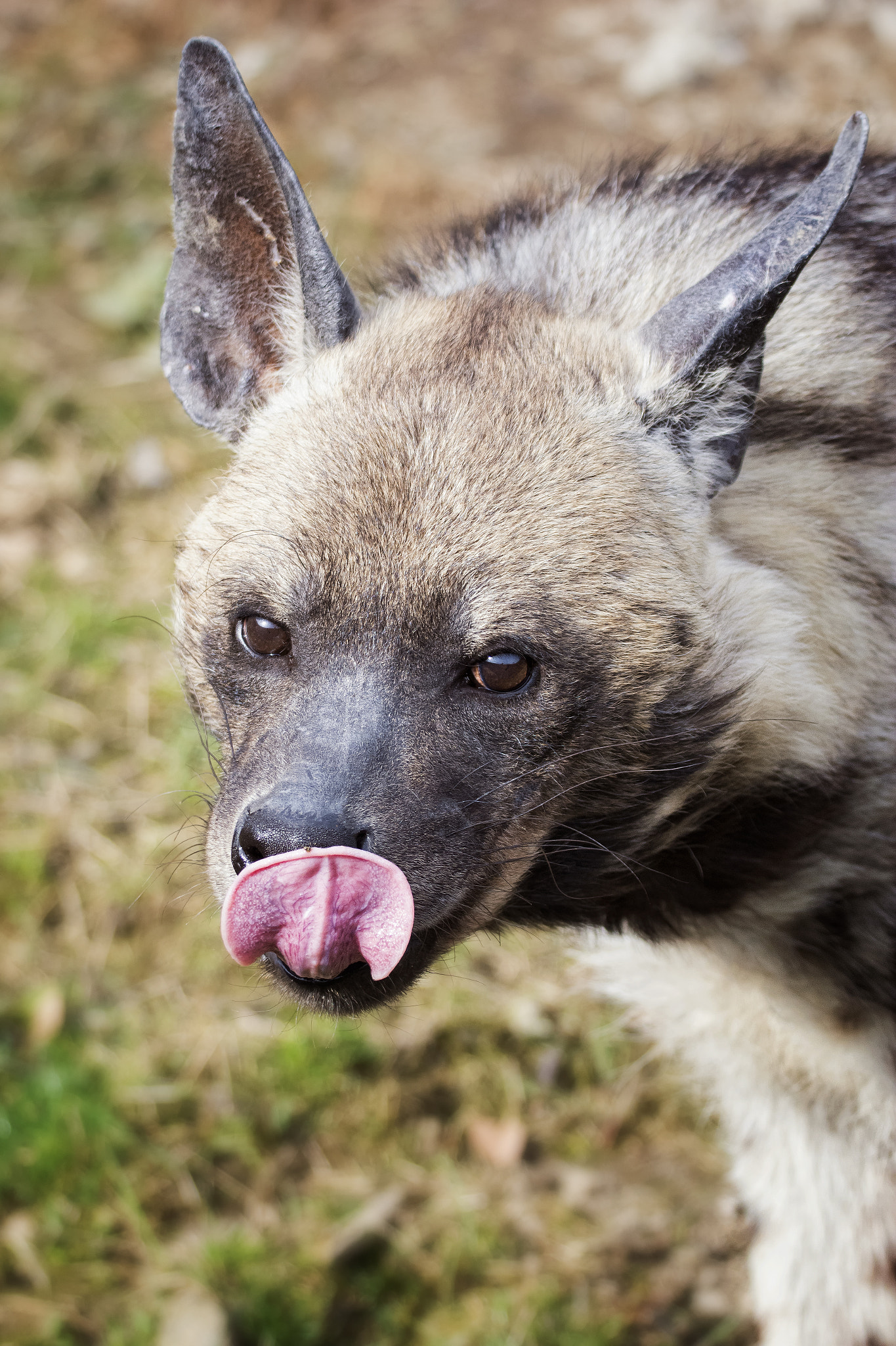 Sigma 150-600mm F5-6.3 DG OS HSM | S sample photo. Striped hyena (hyaena hyaena) photography