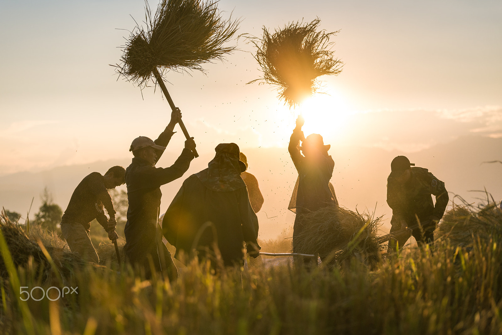 Nikon D750 + Tamron SP 70-200mm F2.8 Di VC USD sample photo. Unite agriculture, farmer work together in rice field. photography