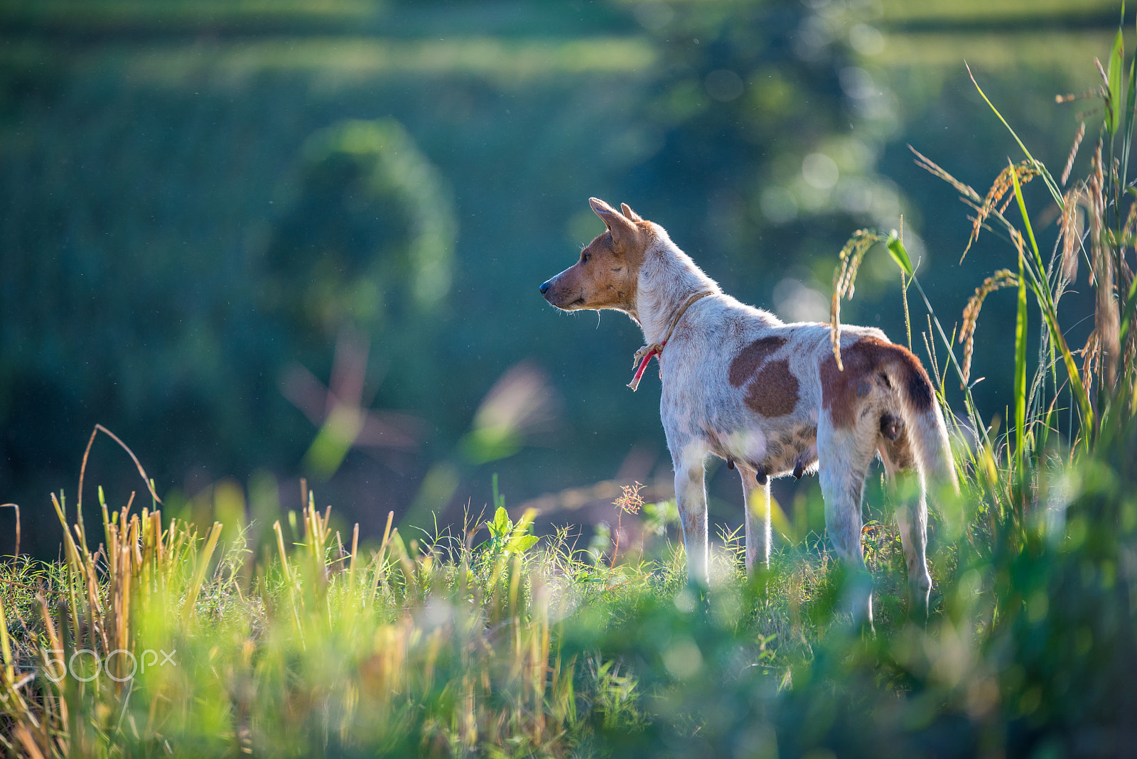 Nikon D750 + Tamron SP 70-200mm F2.8 Di VC USD sample photo. Dog waitting for owner. photography