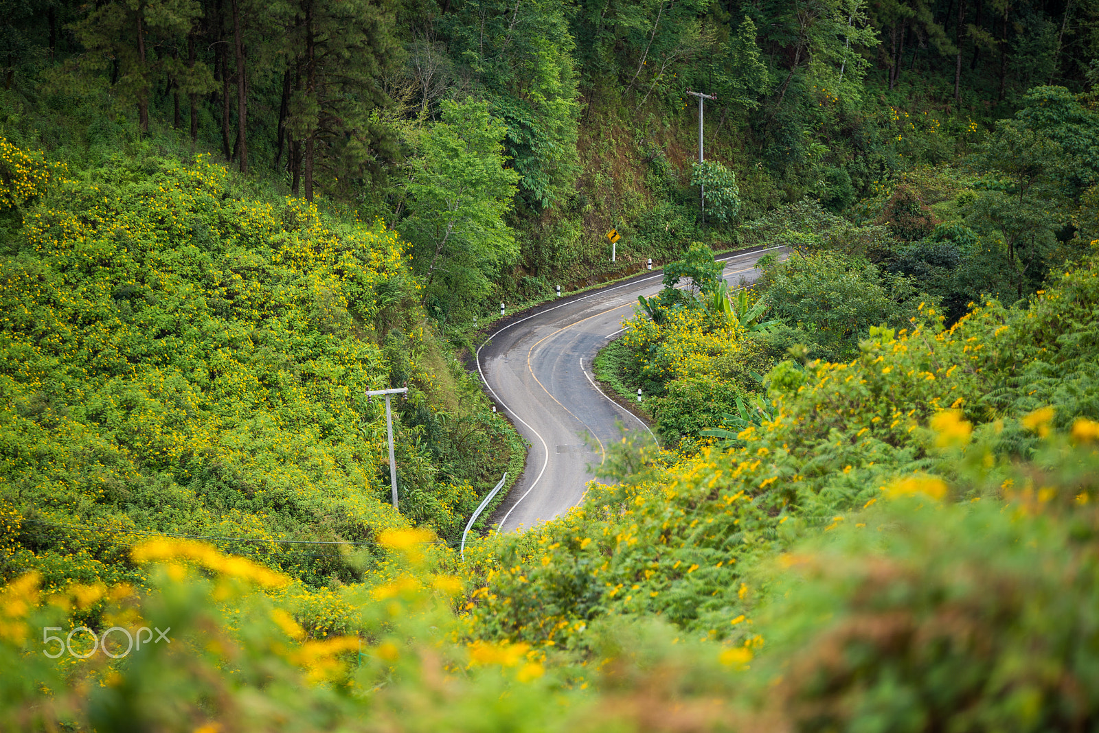 Nikon D750 + Tamron SP 70-200mm F2.8 Di VC USD sample photo. Road in the flower field. photography