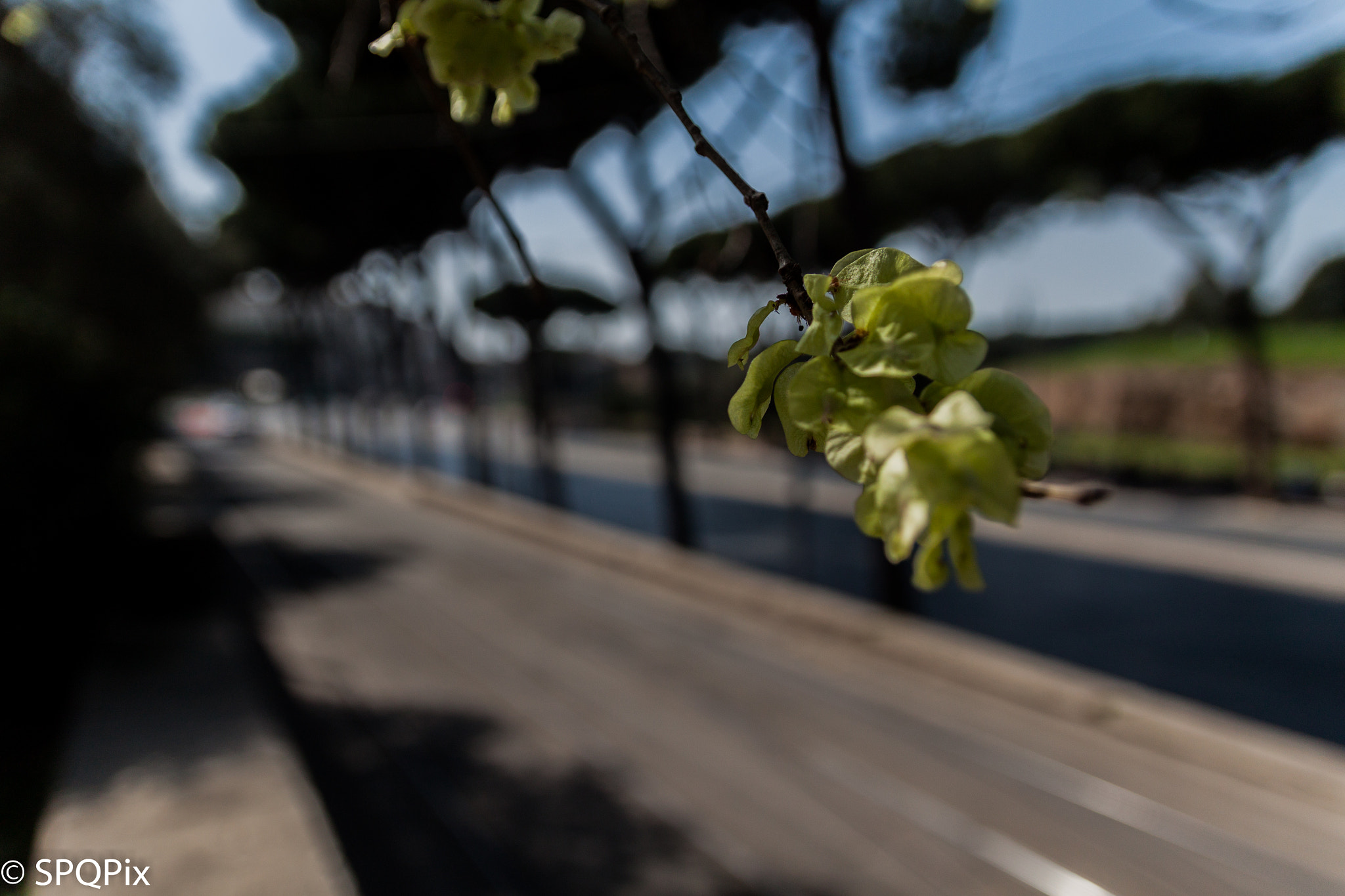 Canon EF-S 17-55mm F2.8 IS USM sample photo. Focus on the spring photography