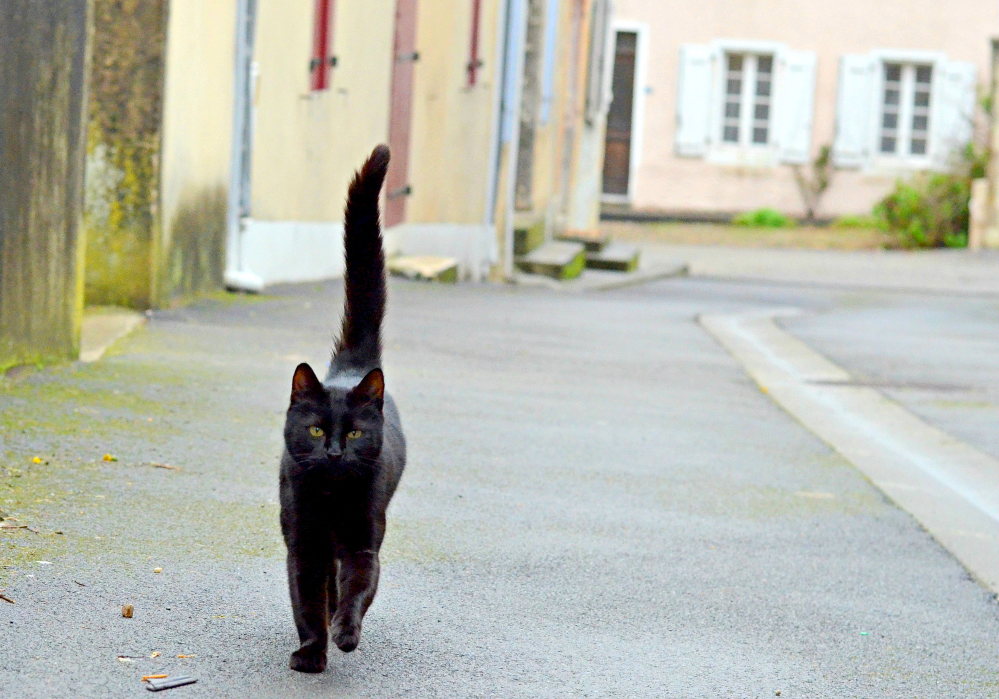 Nikon D7000 + Nikon AF-S Nikkor 50mm F1.8G sample photo. The black cat photography