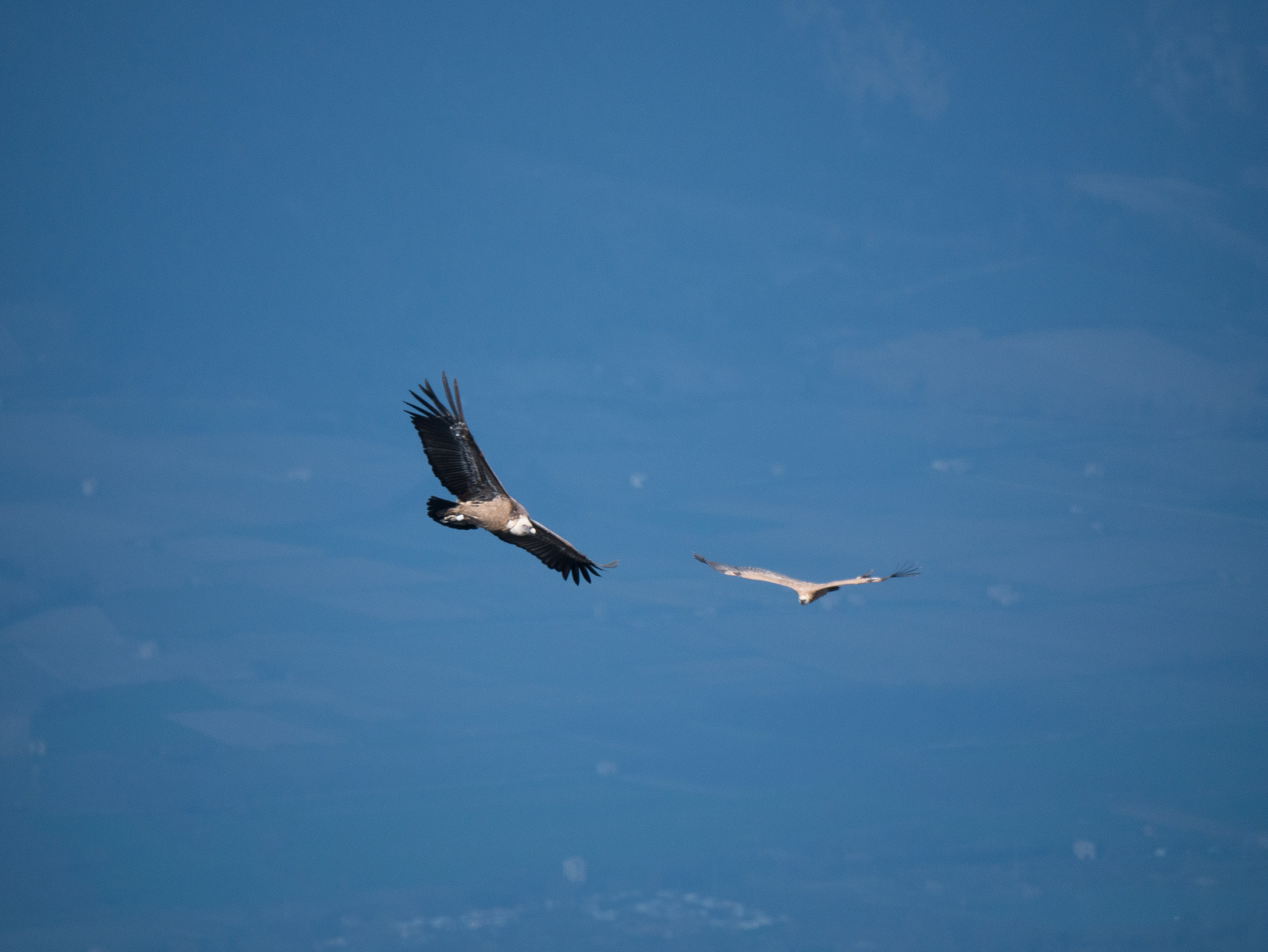 Panasonic Lumix DMC-G85 (Lumix DMC-G80) + LEICA DG 100-400/F4.0-6.3 sample photo. Vautour fauve photography