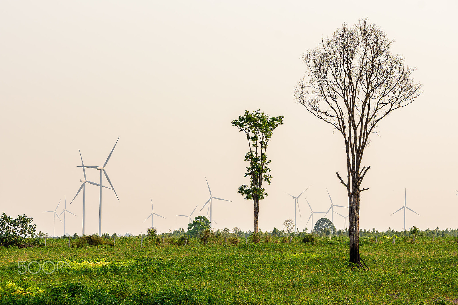Nikon D750 + Tamron SP 70-200mm F2.8 Di VC USD sample photo. Trees and wind turbines in the field. photography