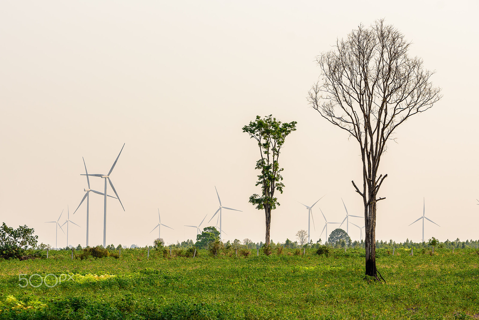 Tamron SP 70-200mm F2.8 Di VC USD sample photo. Trees and wind turbines in the field. photography