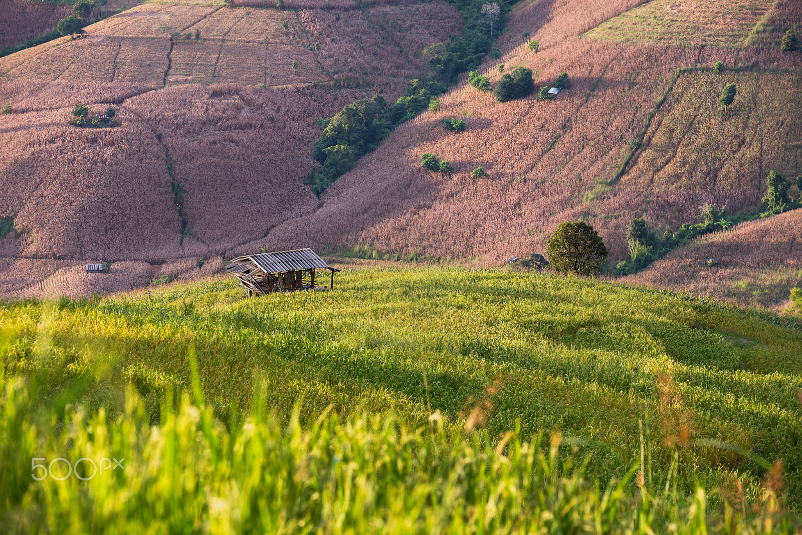 Nikon D750 + Tamron SP 70-200mm F2.8 Di VC USD sample photo. The hut in the fields on the mountain. photography