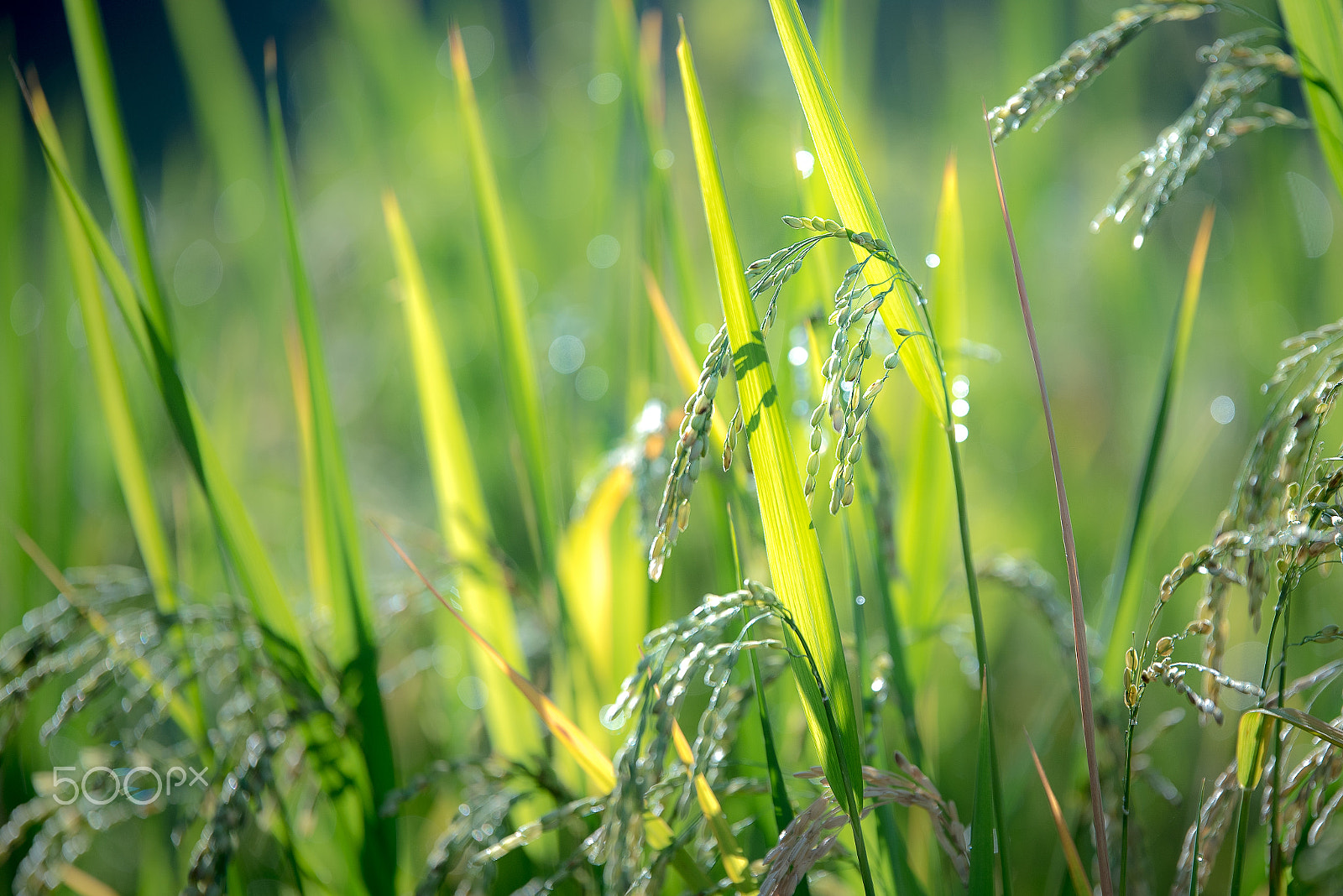 Nikon D750 + Tamron SP 70-200mm F2.8 Di VC USD sample photo. Paddy rice field with dew. photography