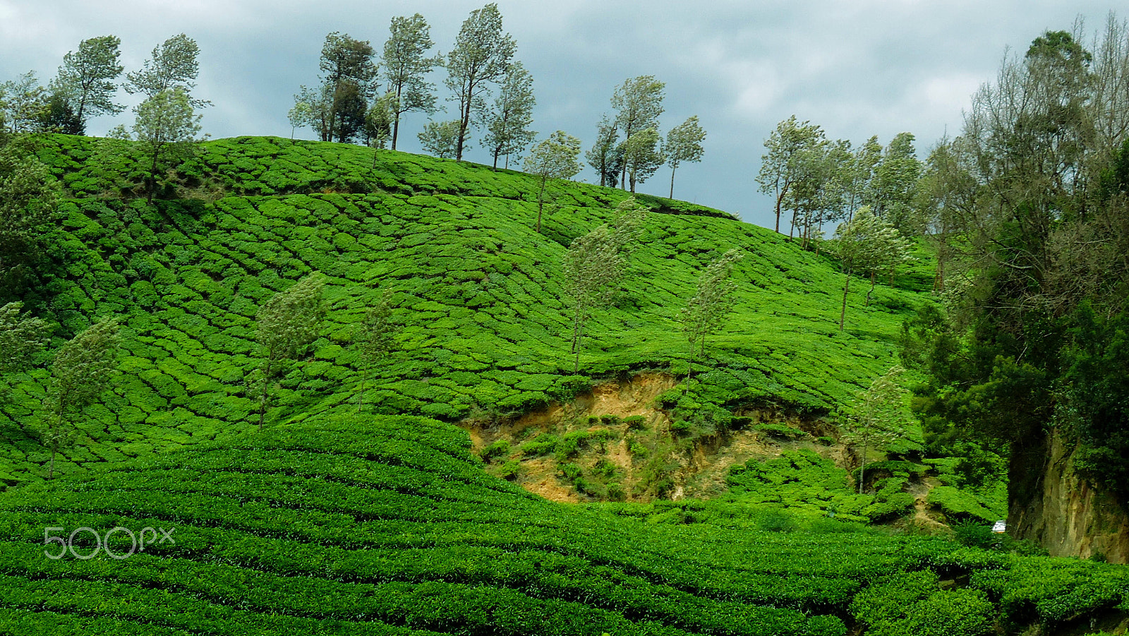 Sony Cyber-shot DSC-W530 sample photo. Munnar tea plantation photography