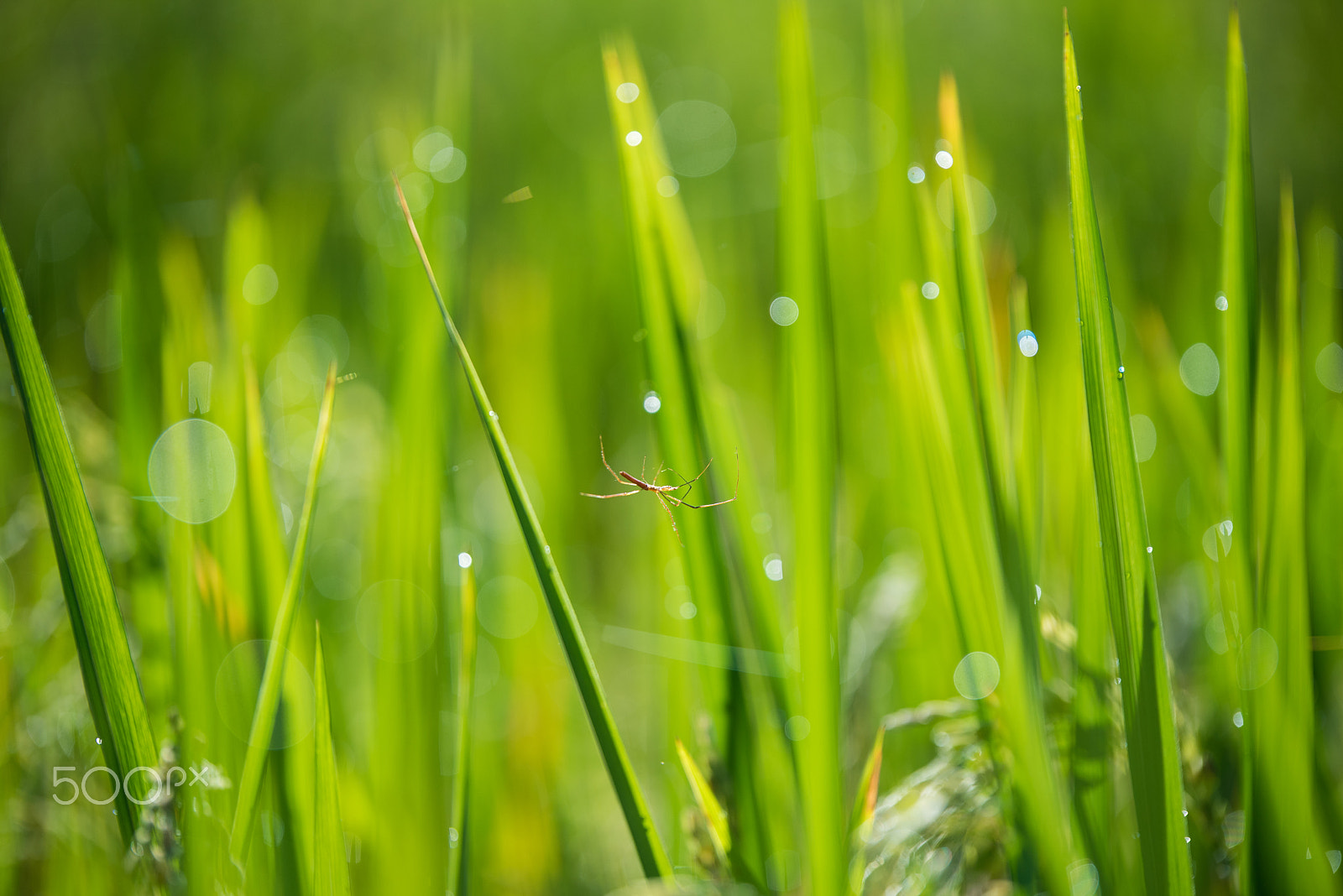 Nikon D750 + Tamron SP 70-200mm F2.8 Di VC USD sample photo. The spider walk around the cobweb on the rice leaf. photography