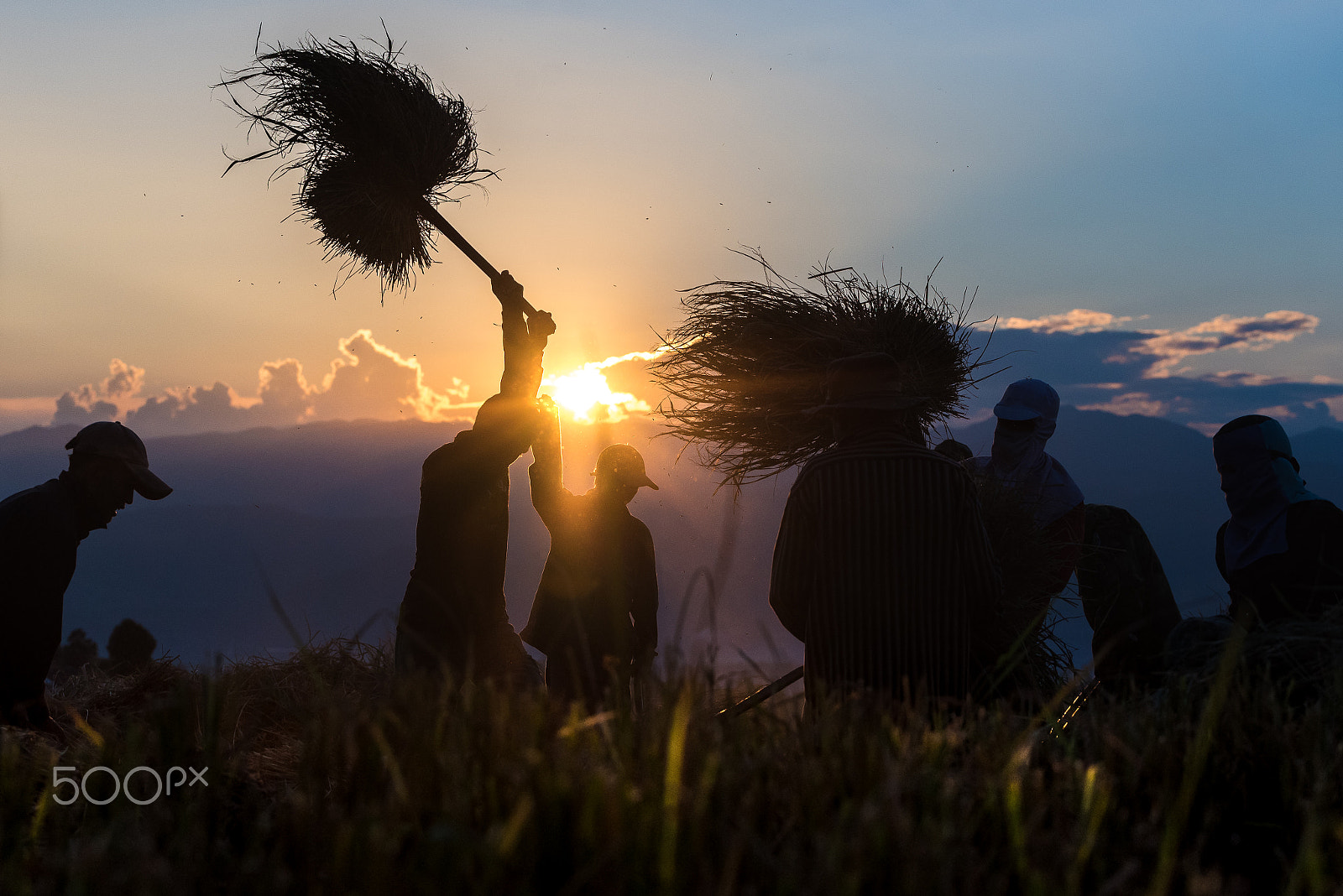 Nikon D750 + Tamron SP 70-200mm F2.8 Di VC USD sample photo. Farmer thrash rice plant. photography