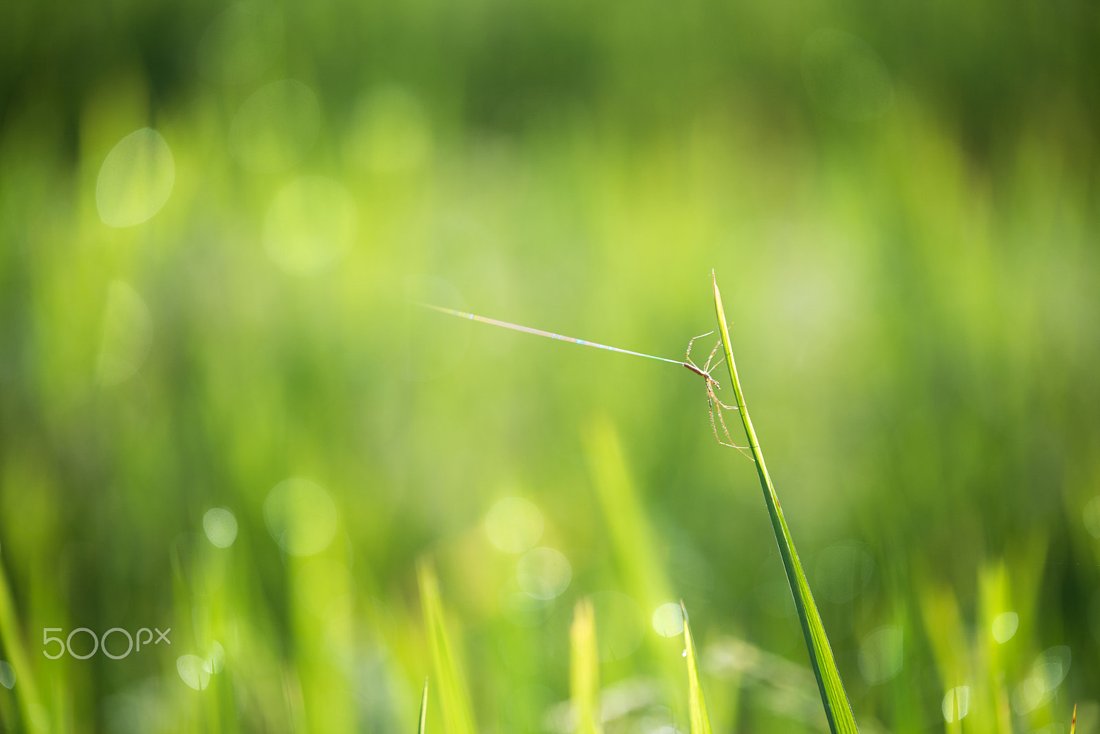 Nikon D750 + Tamron SP 70-200mm F2.8 Di VC USD sample photo. Spider spit cobweb in the air. photography