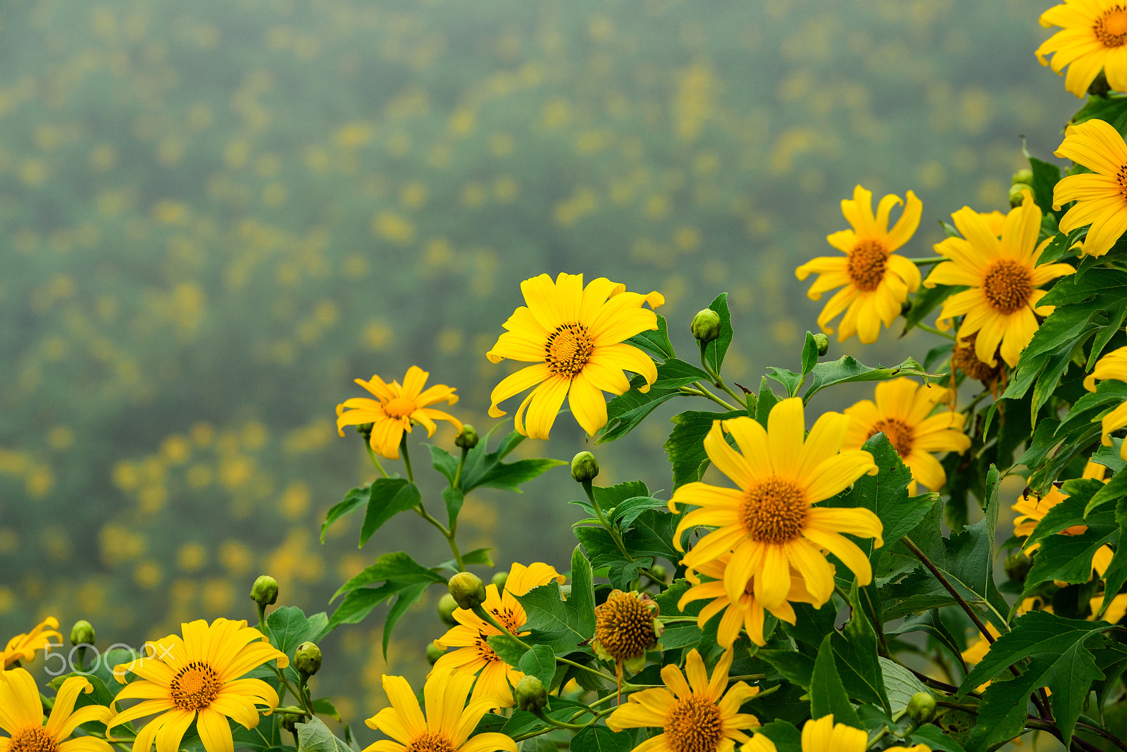 Nikon D750 + Tamron SP 70-200mm F2.8 Di VC USD sample photo. The mexican sunflower on the mountain. photography