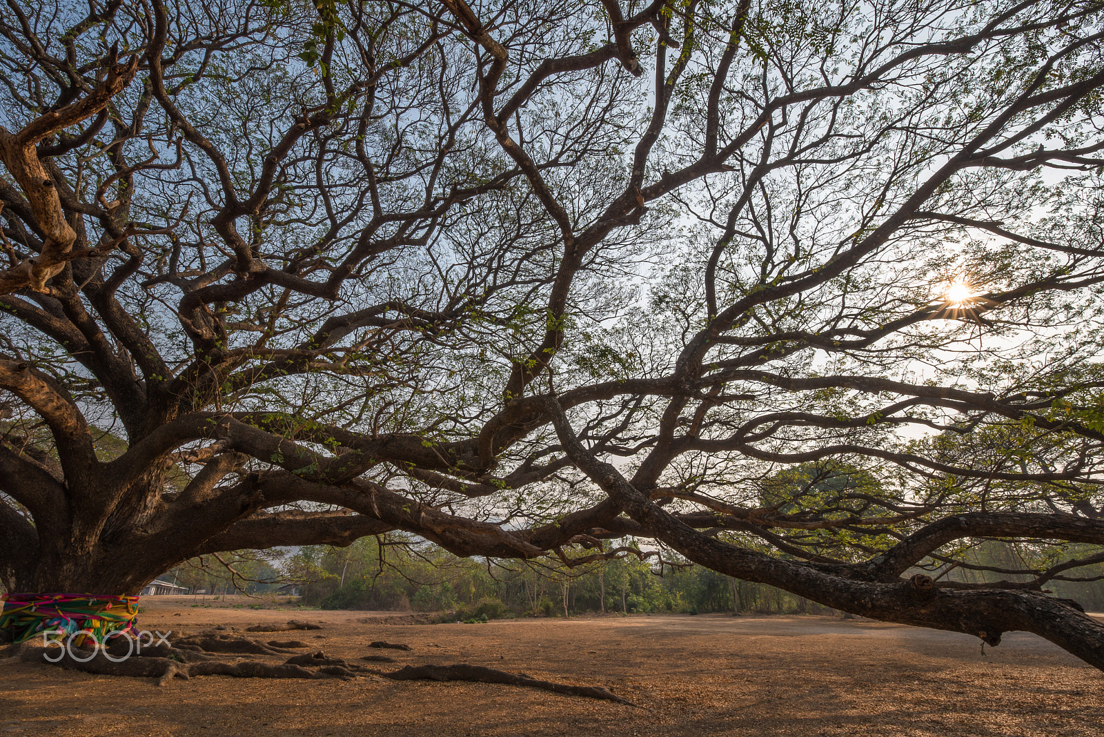 Nikon D750 + Tamron SP 15-30mm F2.8 Di VC USD sample photo. The great persian silk tree. photography