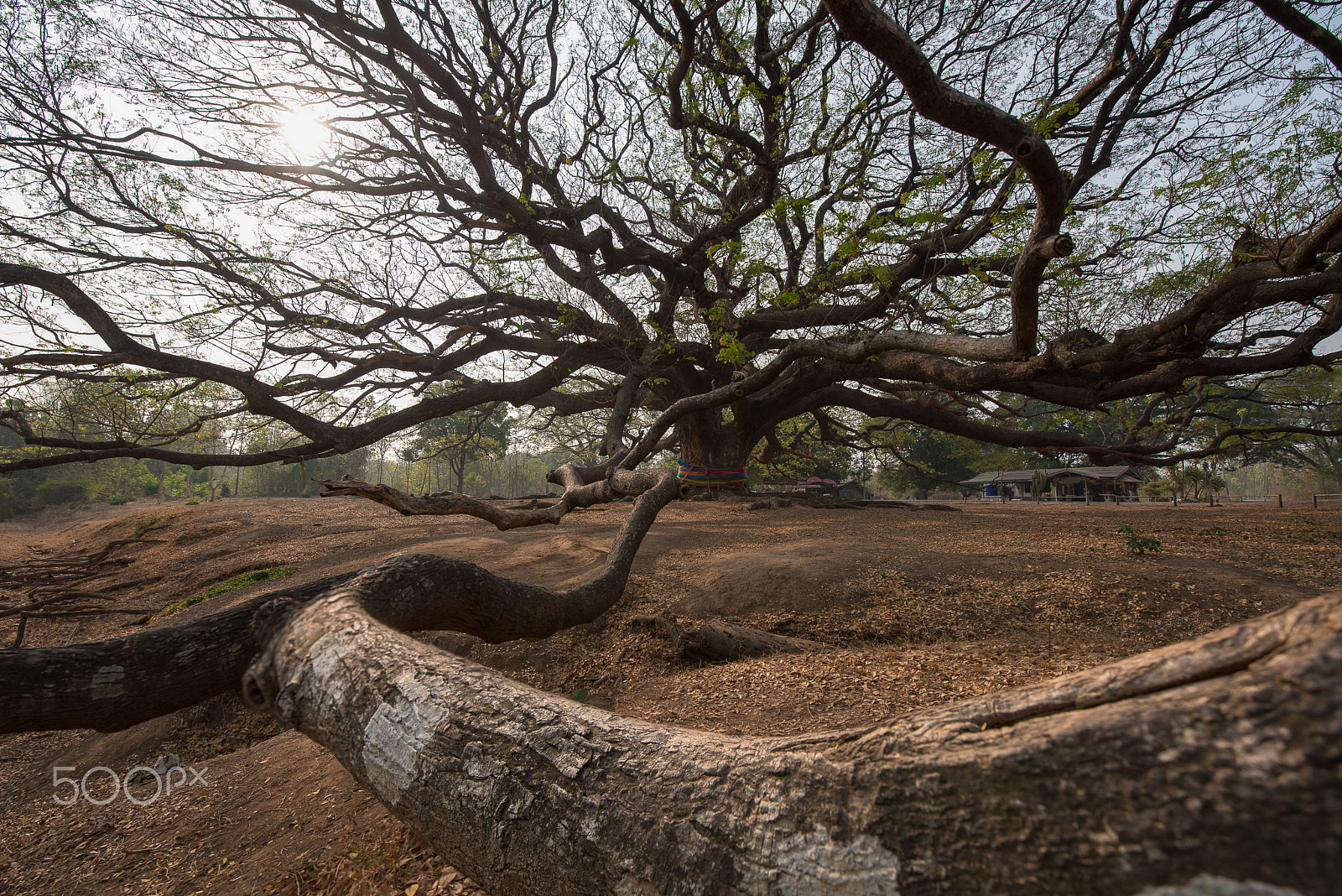 Nikon D750 + Tamron SP 15-30mm F2.8 Di VC USD sample photo. The great persian silk tree. photography