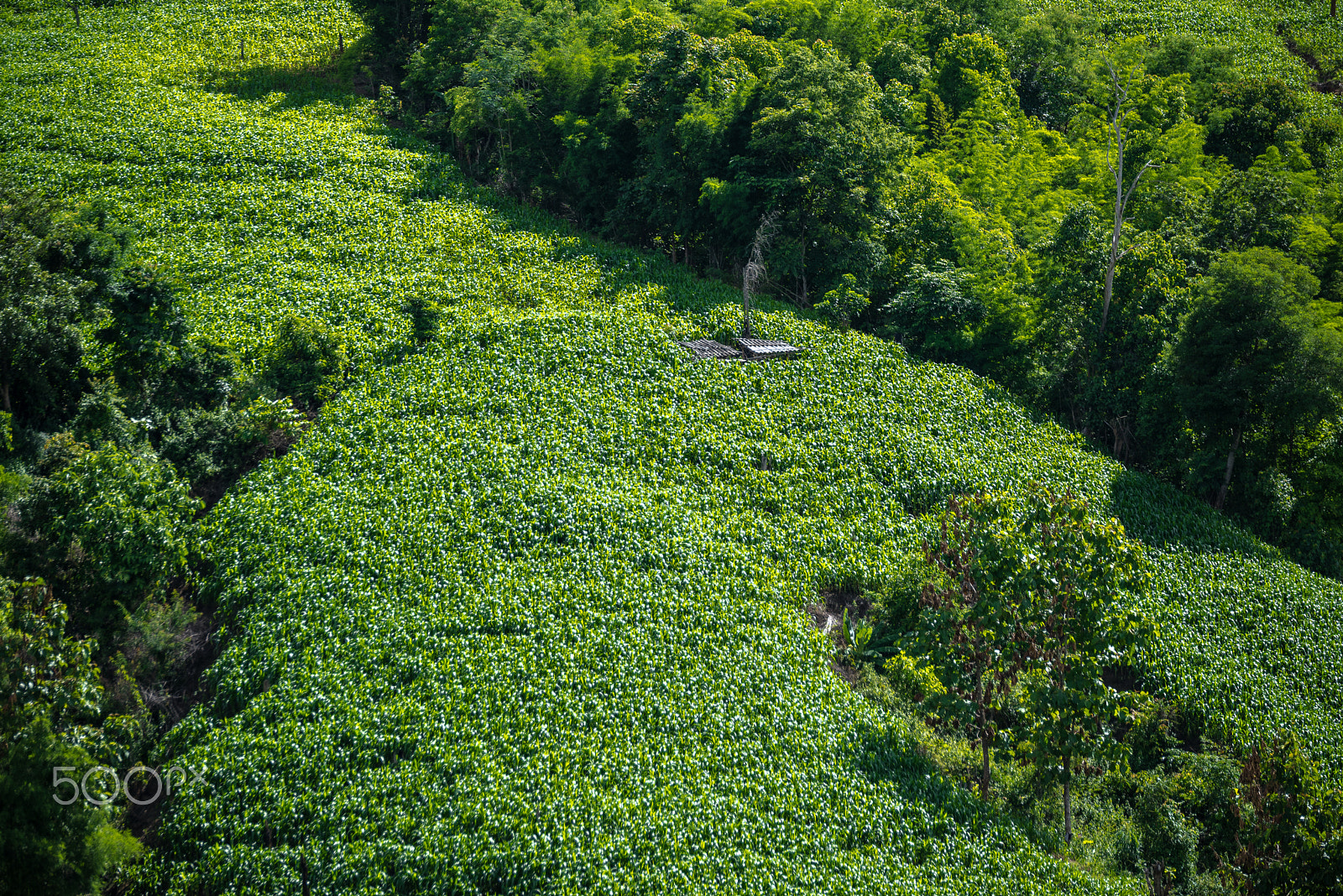 Nikon D750 + Tamron SP 70-200mm F2.8 Di VC USD sample photo. Corn field in the forest. photography