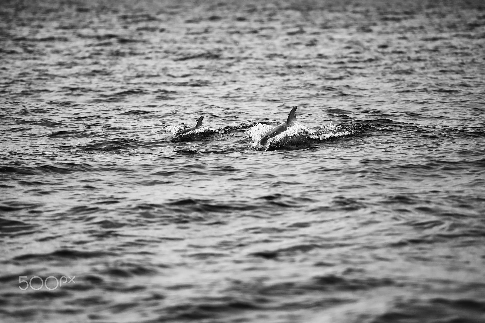 Nikon D800 sample photo. Mother dolphin and calf swimming in moreton bay. black and white photography