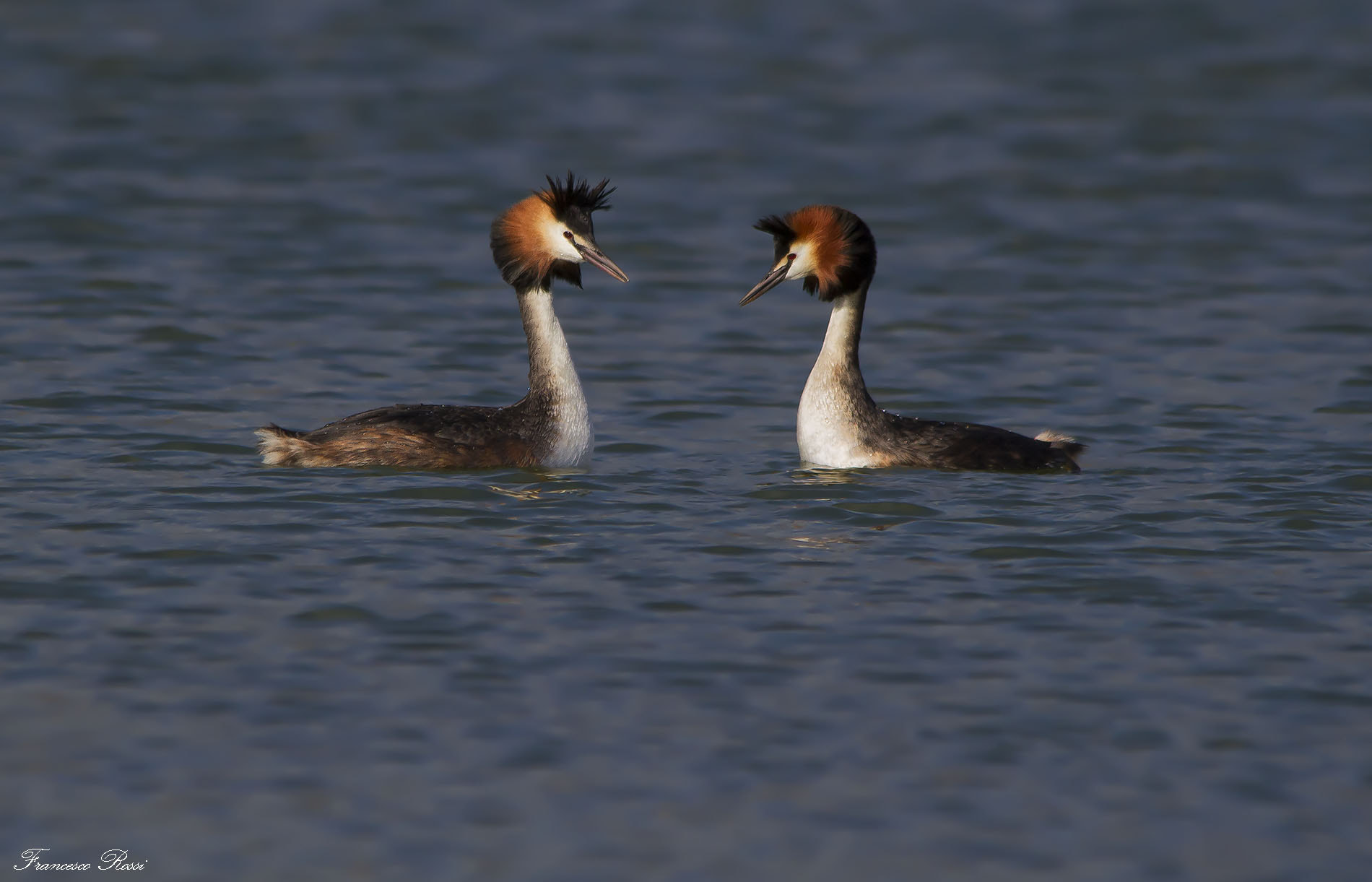 Canon EOS 7D + Sigma 150-500mm F5-6.3 DG OS HSM sample photo. Great crested grebes, svassi maggiori photography