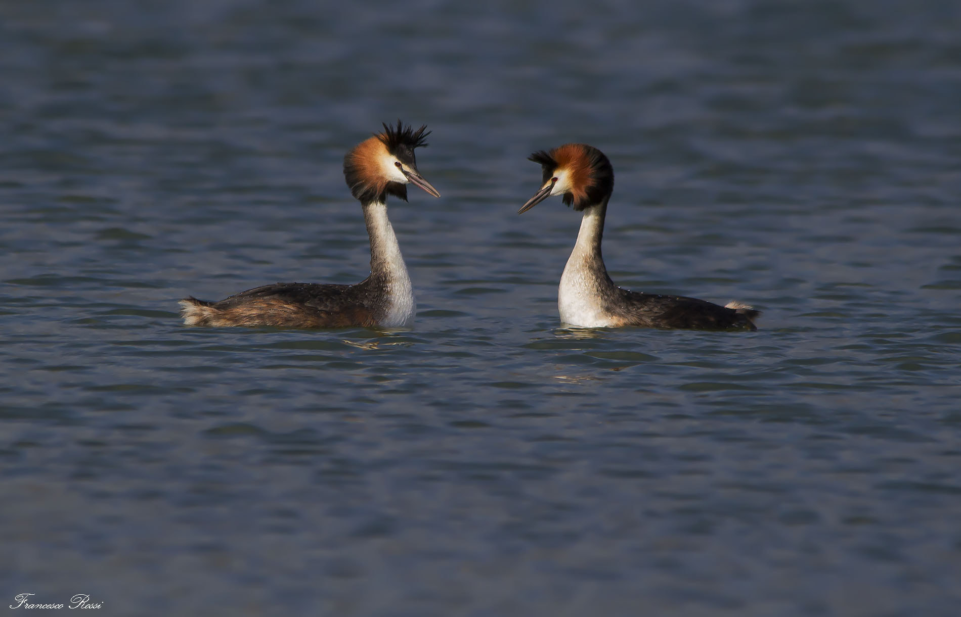 Canon EOS 7D sample photo. Great crested grebes, svassi maggiori photography