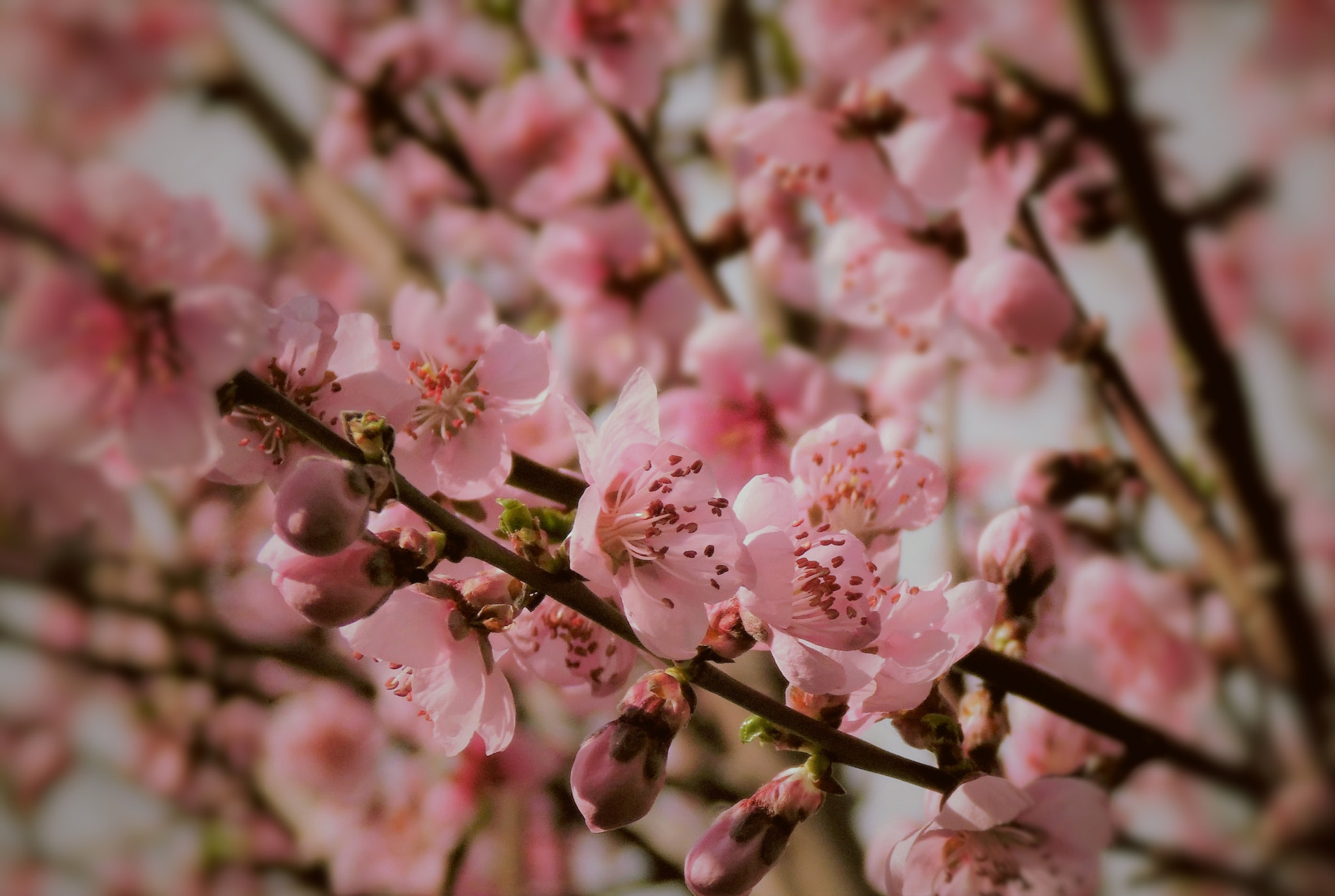 Samsung WB110/  WB111 sample photo. Pink blossom photography