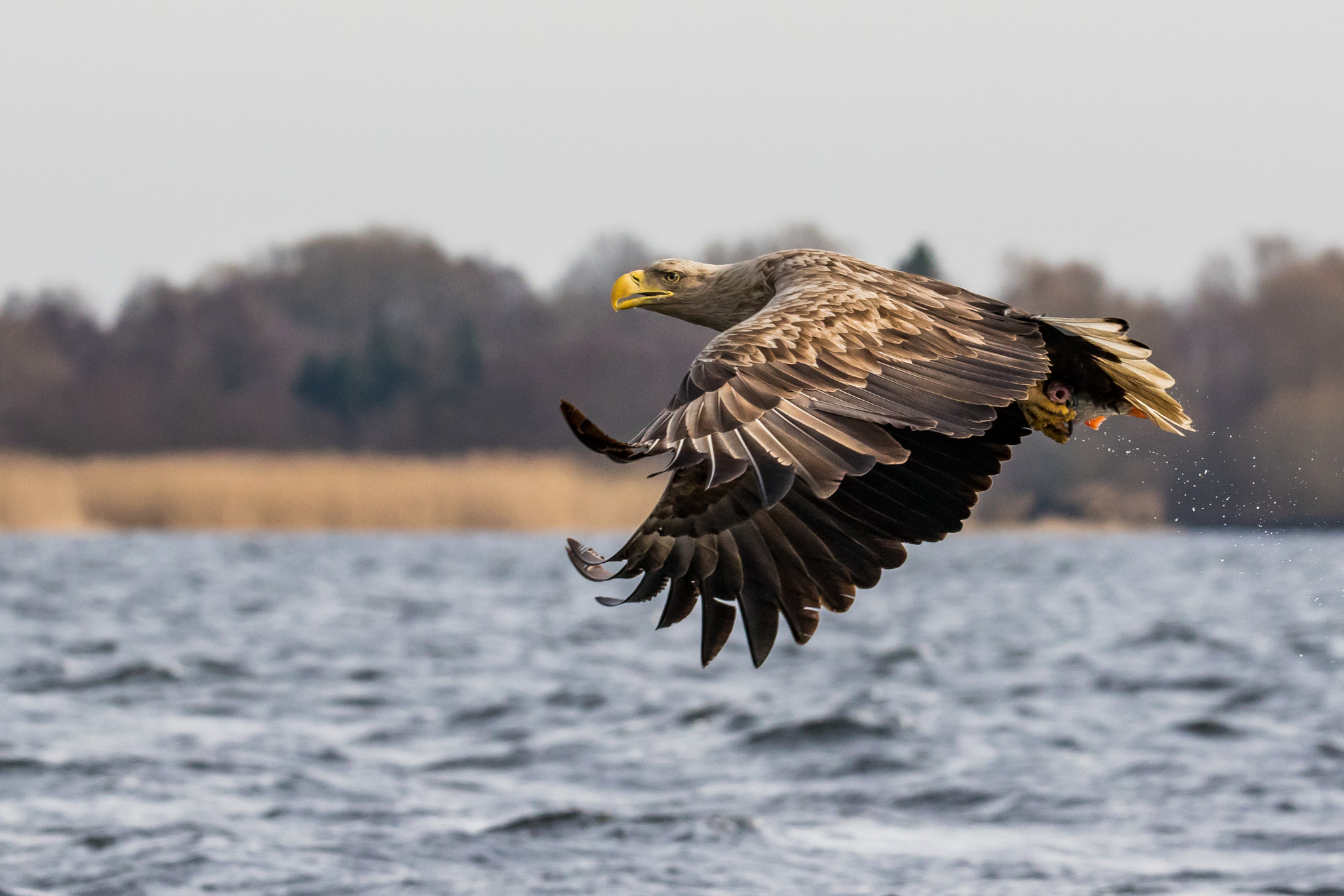 Canon EOS 7D Mark II + 150-600mm F5-6.3 DG OS HSM | Sports 014 sample photo. White-tailed eagle - 3 photography
